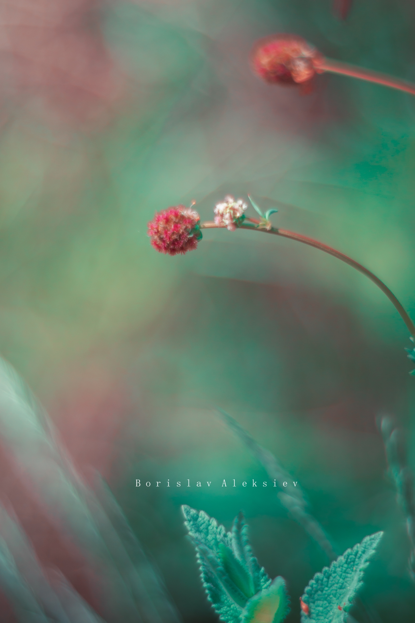flowers,red,green,light,bokeh,nature,, Алексиев Борислав