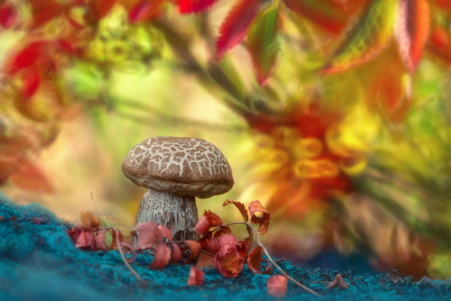 осень, природа, гриб, рябина, Алёна Сурнина