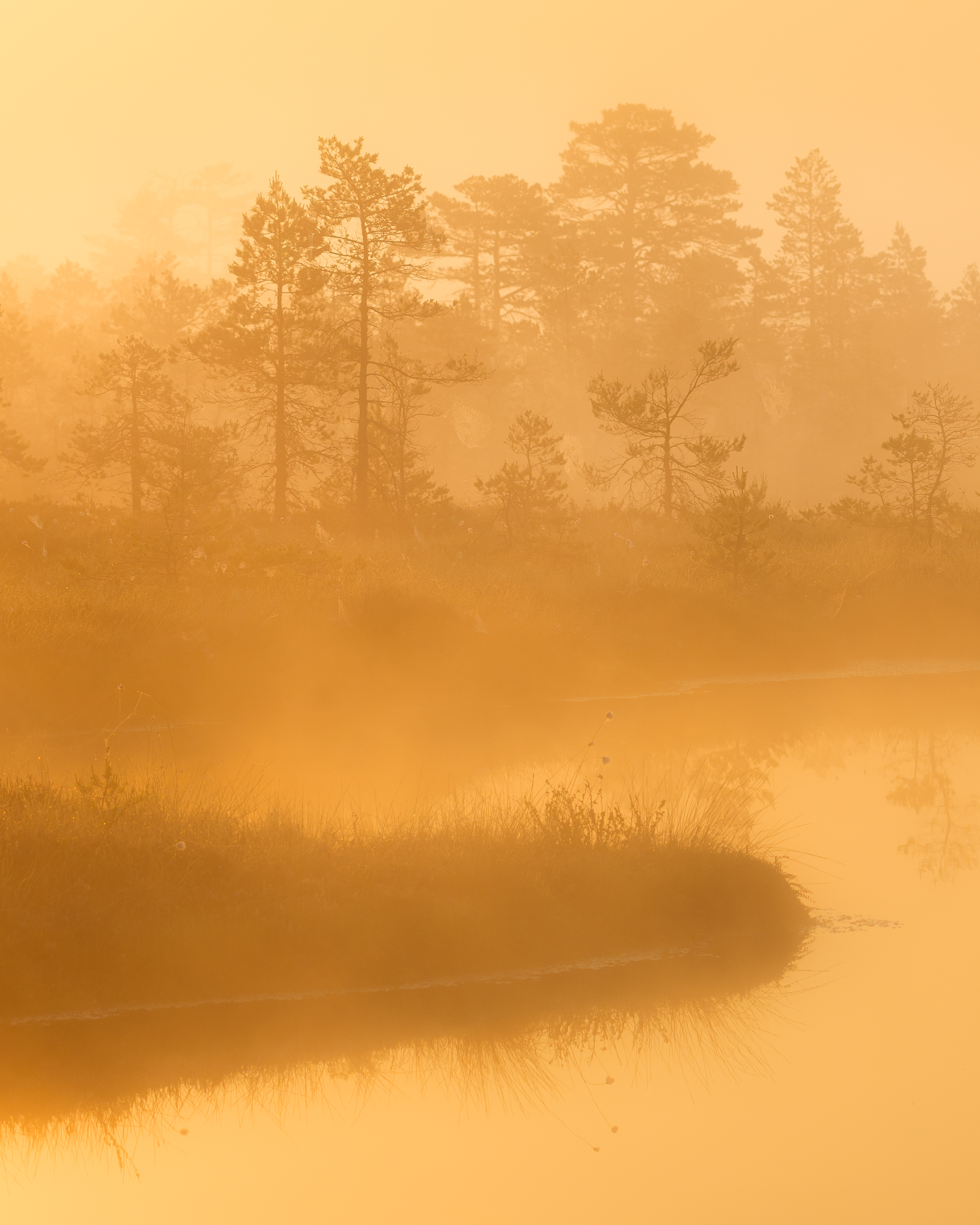#estonia, #estoniabogs, #nature_of_estonia, #naturephotography, #naturelovers, #sunrise_sunset_photogroup, #sunriseoftheday, #foggymorning, #foggy, #goldenlight, #goldensunrise, #bog, #bogsofestonia, #kõnnusuursoo, #hikingtrails, #goldenhour, #goldengram,, Nikolai Mordan