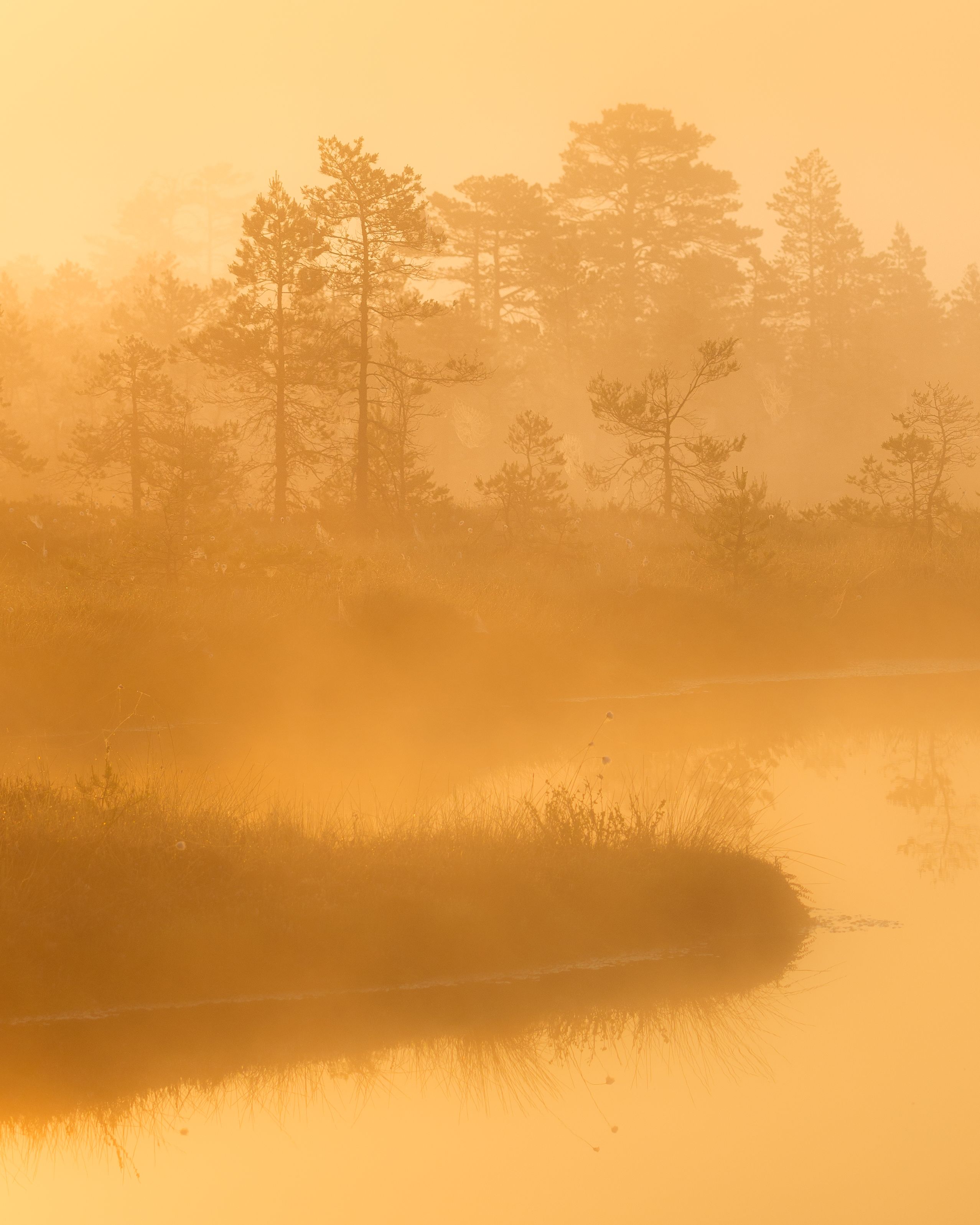 #estonia, #estoniabogs, #nature_of_estonia, #naturephotography, #naturelovers, #sunrise_sunset_photogroup, #sunriseoftheday, #foggymorning, #foggy, #goldenlight, #goldensunrise, #bog, #bogsofestonia, #kõnnusuursoo, #hikingtrails, #goldenhour, #goldengram,, Nikolai Mordan