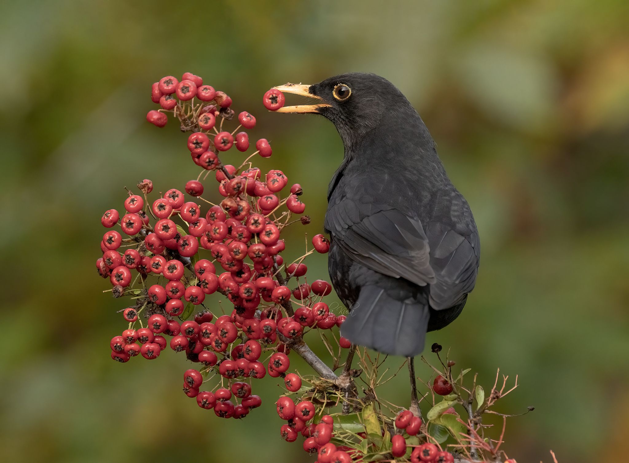 blackbird, birds, nature, wildlife, canon, MARIA KULA