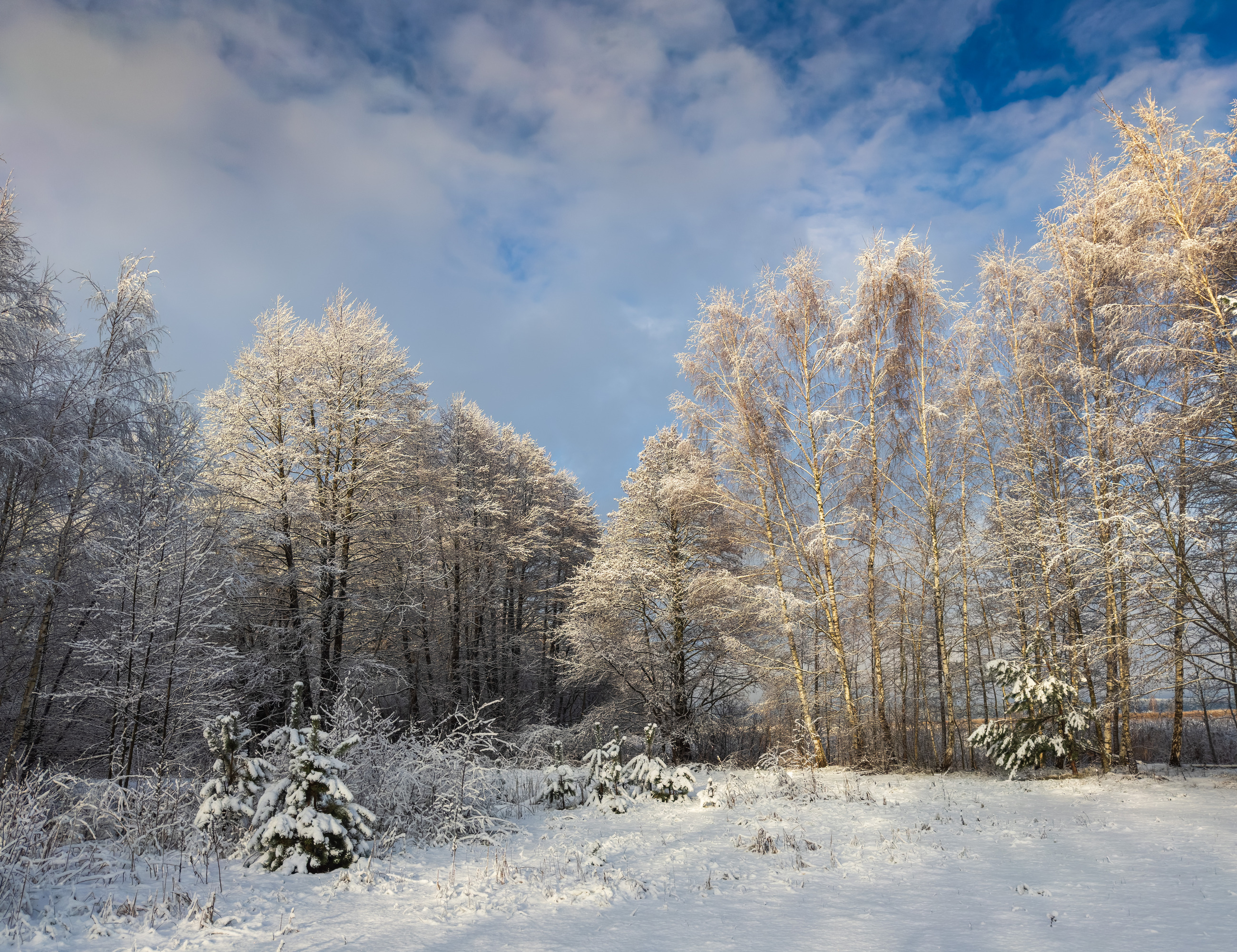 #snow #winter #trees, Nikolay Gordon
