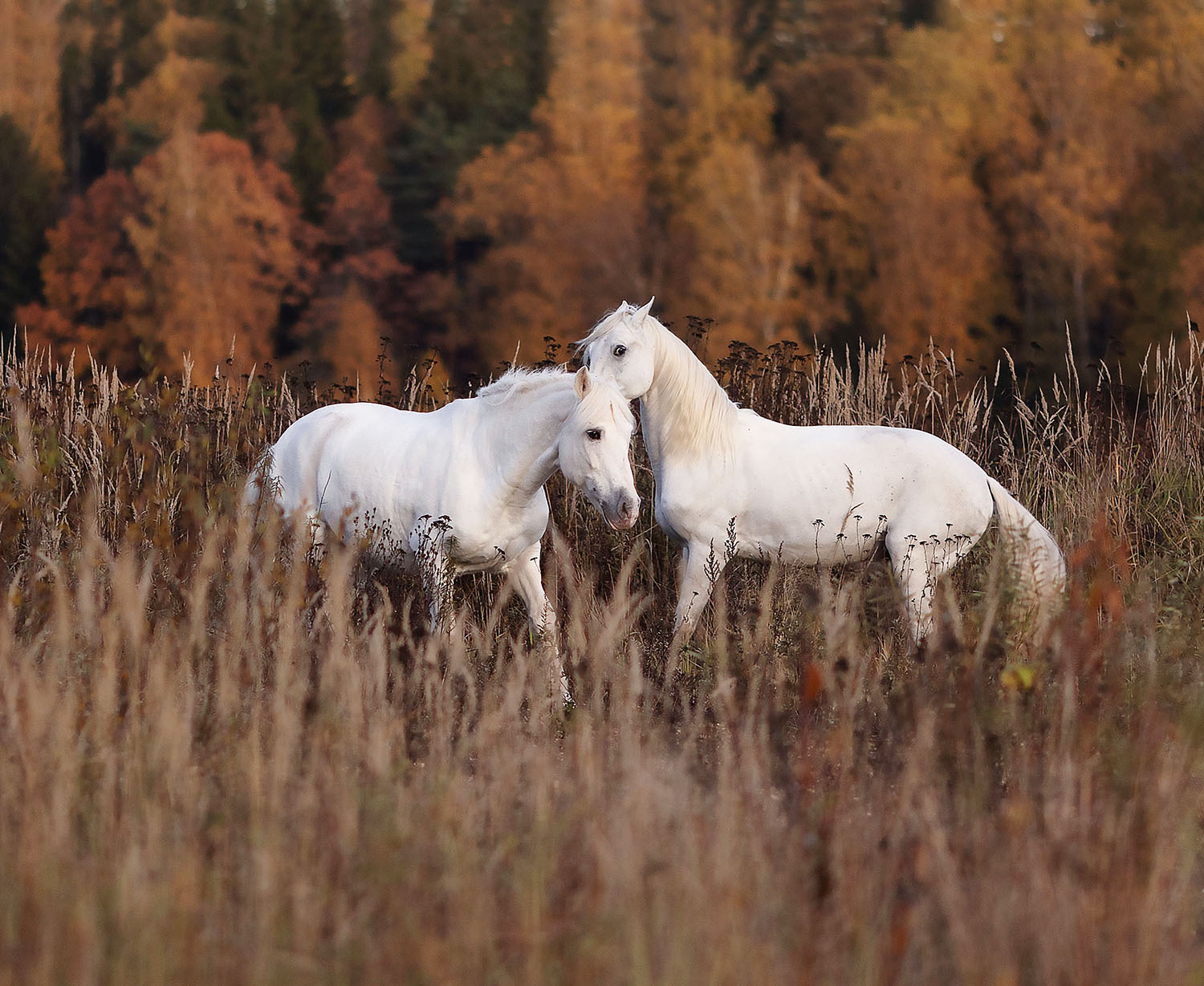 лошади, рысаки, белогривые, поле, осень, природа, horses, beautiful, autumn, nature, Стукалова Юлия