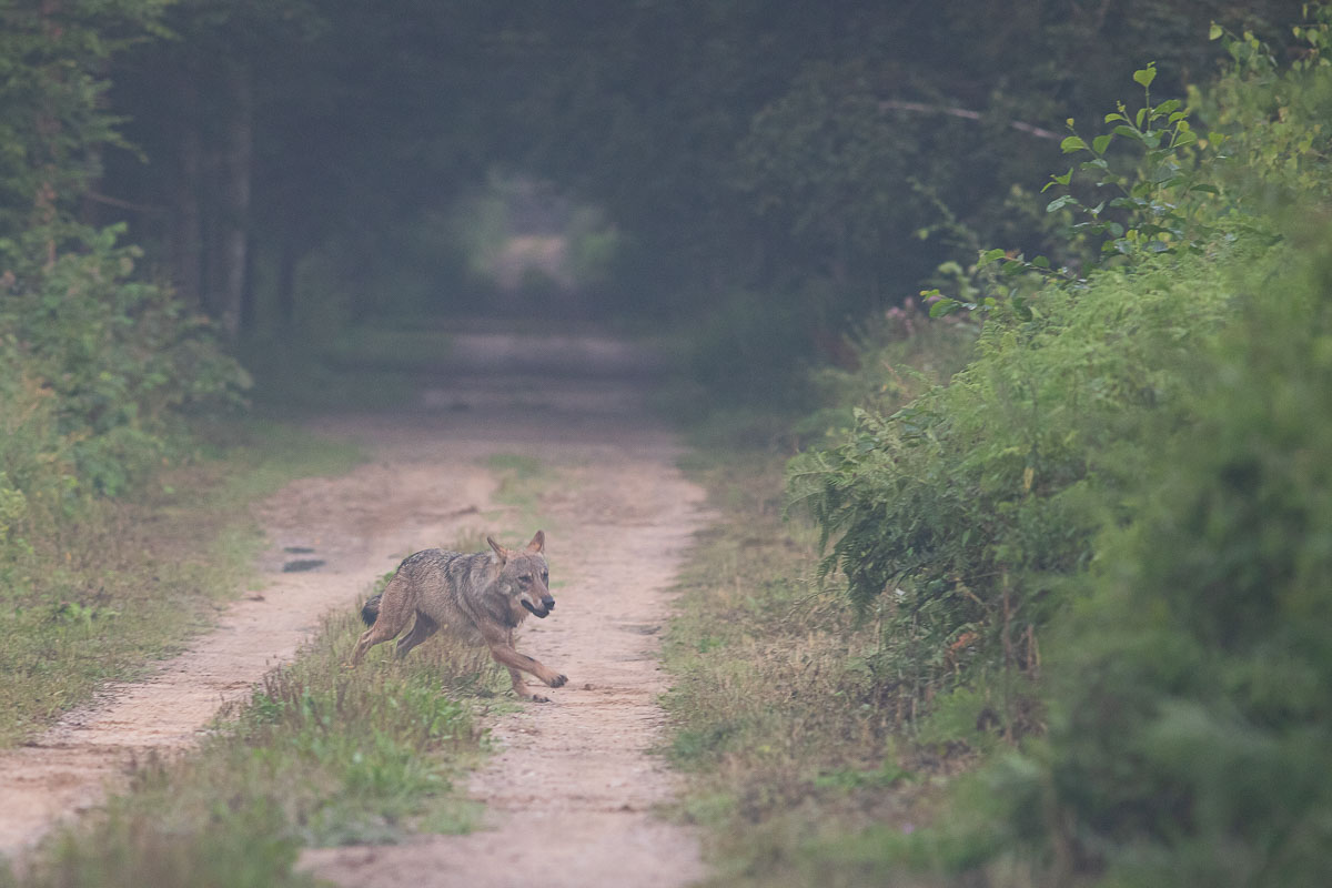 las,przyroda,wilki,puszcza białowieska,dzika przyroda,ssaki,fauna,fotografia, Zakrzewski Marcin