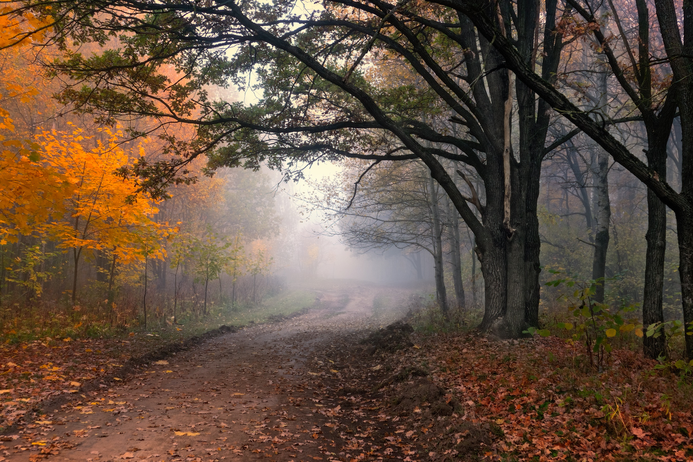 осень, дорога, деревья, туман,, Сергей Шабуневич