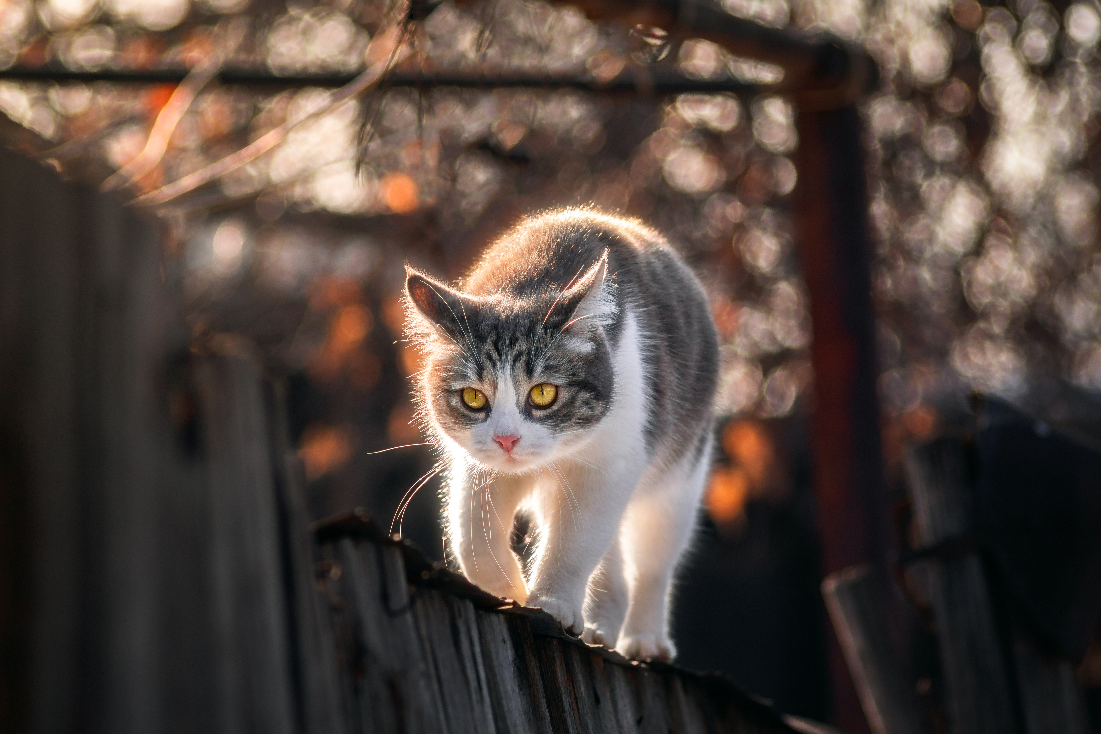 кошка домашние животные портрет взгляд глаза осень, Еремеев Дмитрий