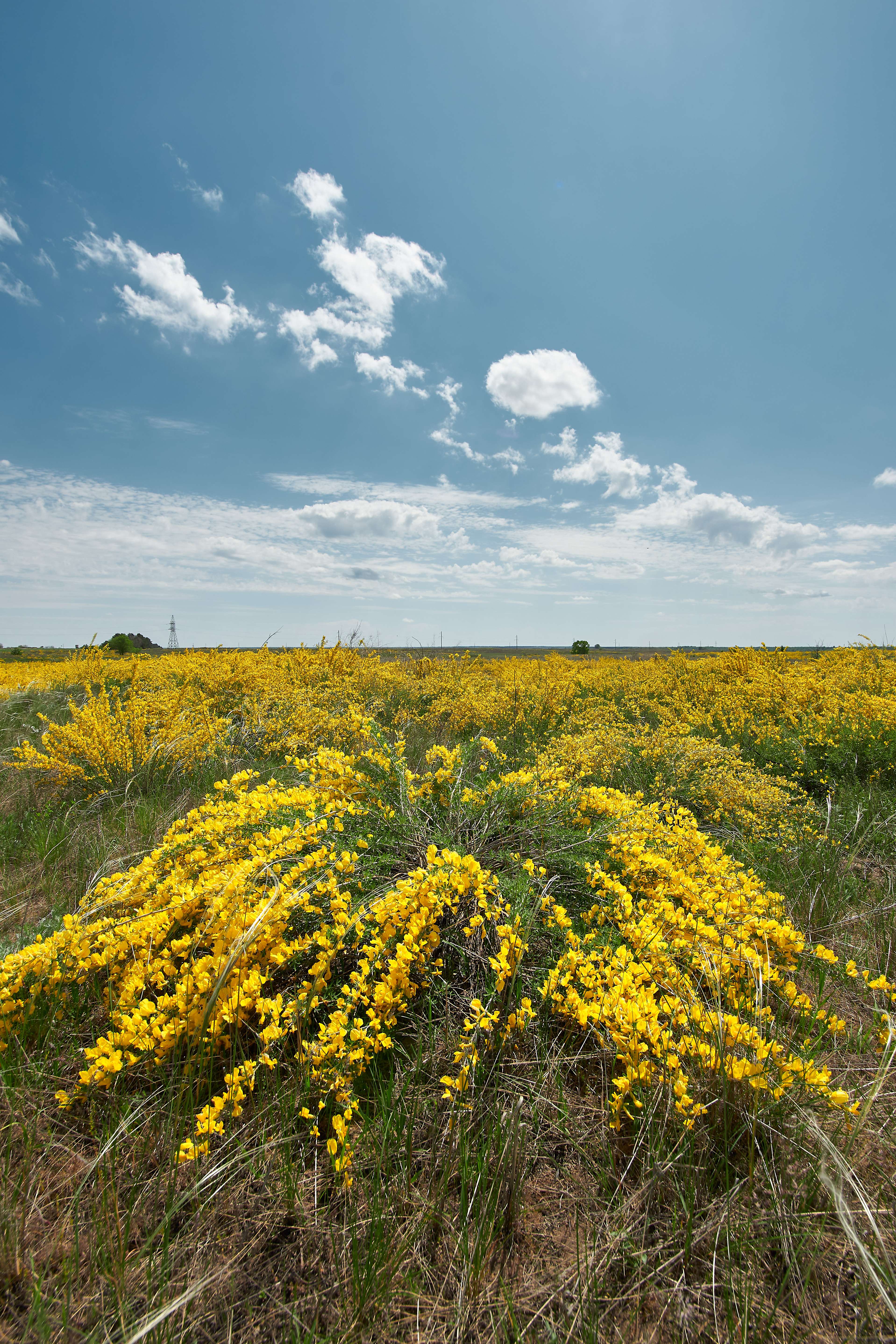 Yellow field, volgograd, russia, landscapes, , Сторчилов Павел