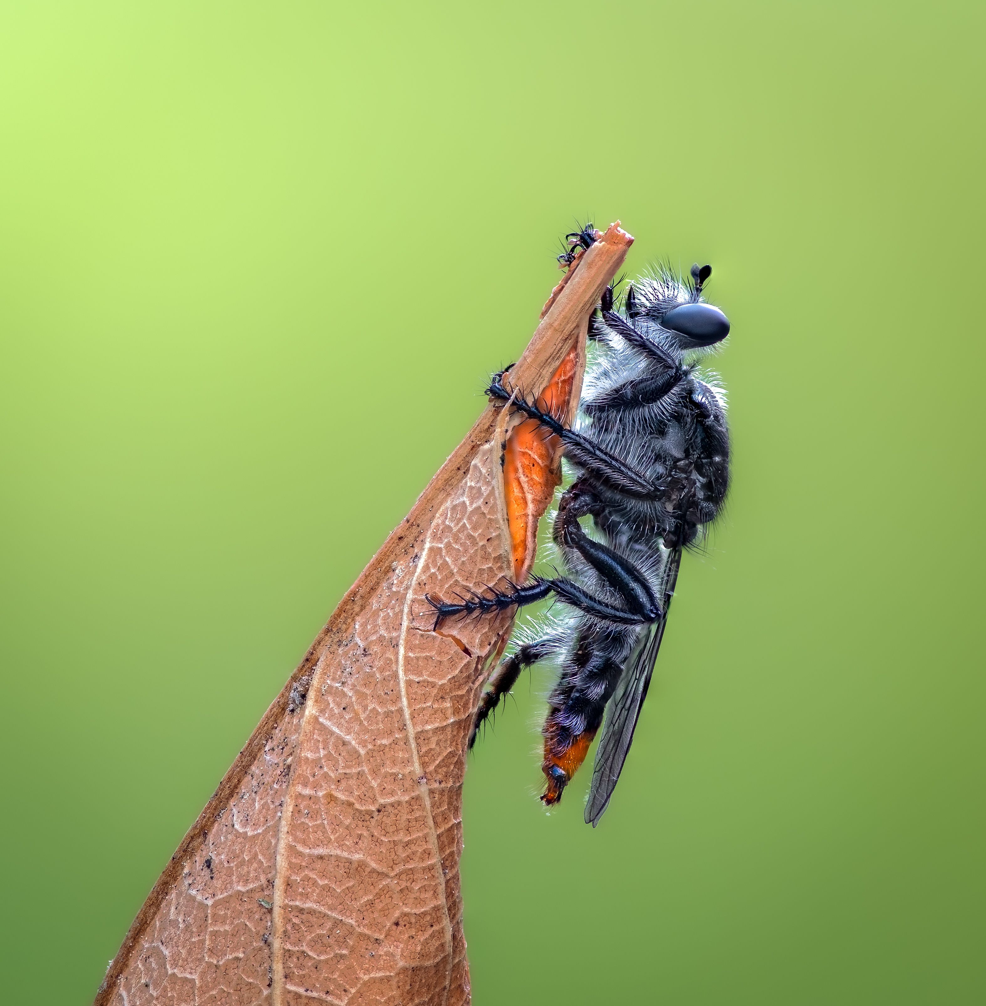 robber fly, insect, leaf, tiger fly, macro, bug, nature wild, robber fly, robber,, Atul Saluja