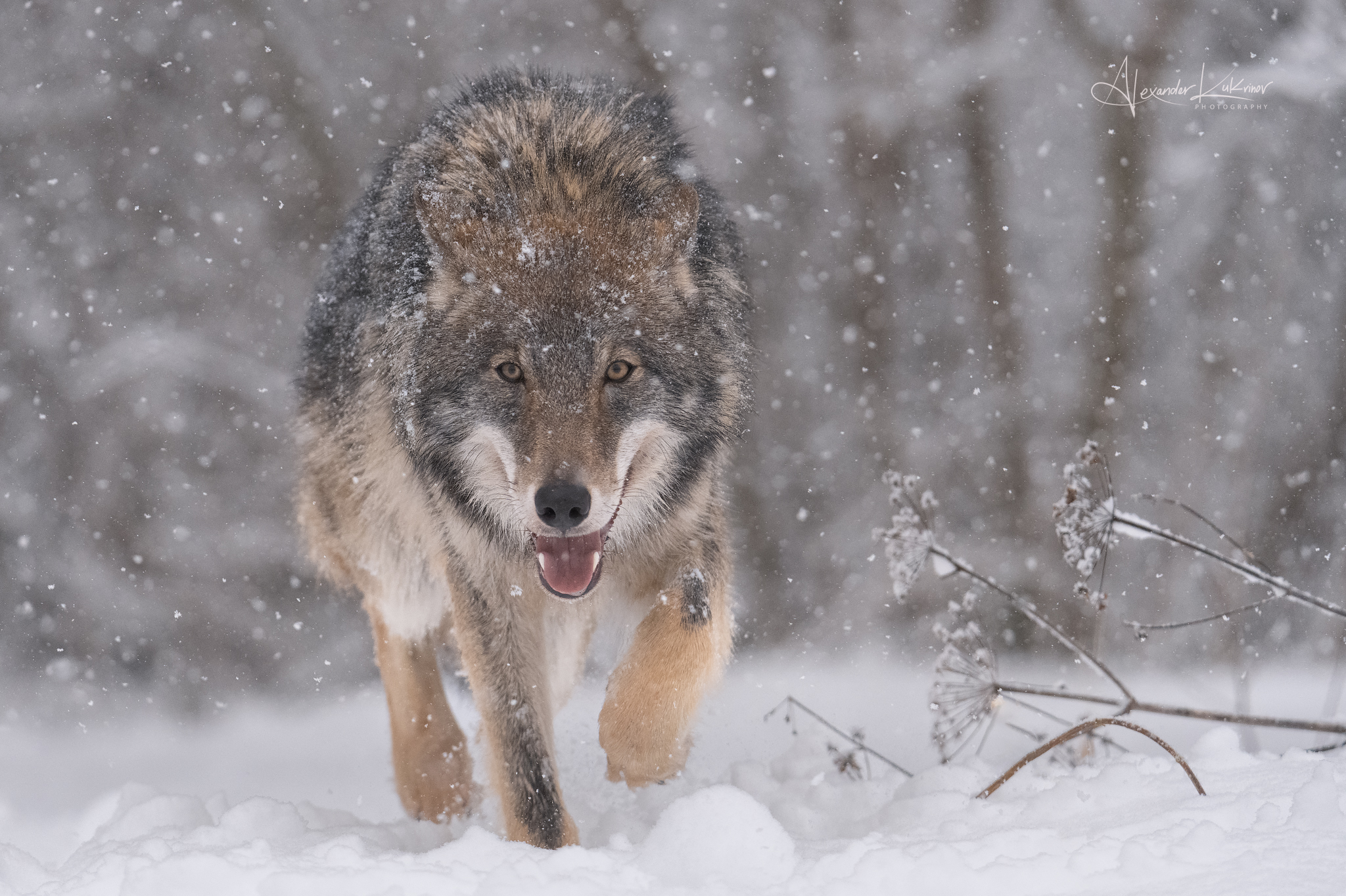 волк,зима,снег,снегопад, Александр Кукринов