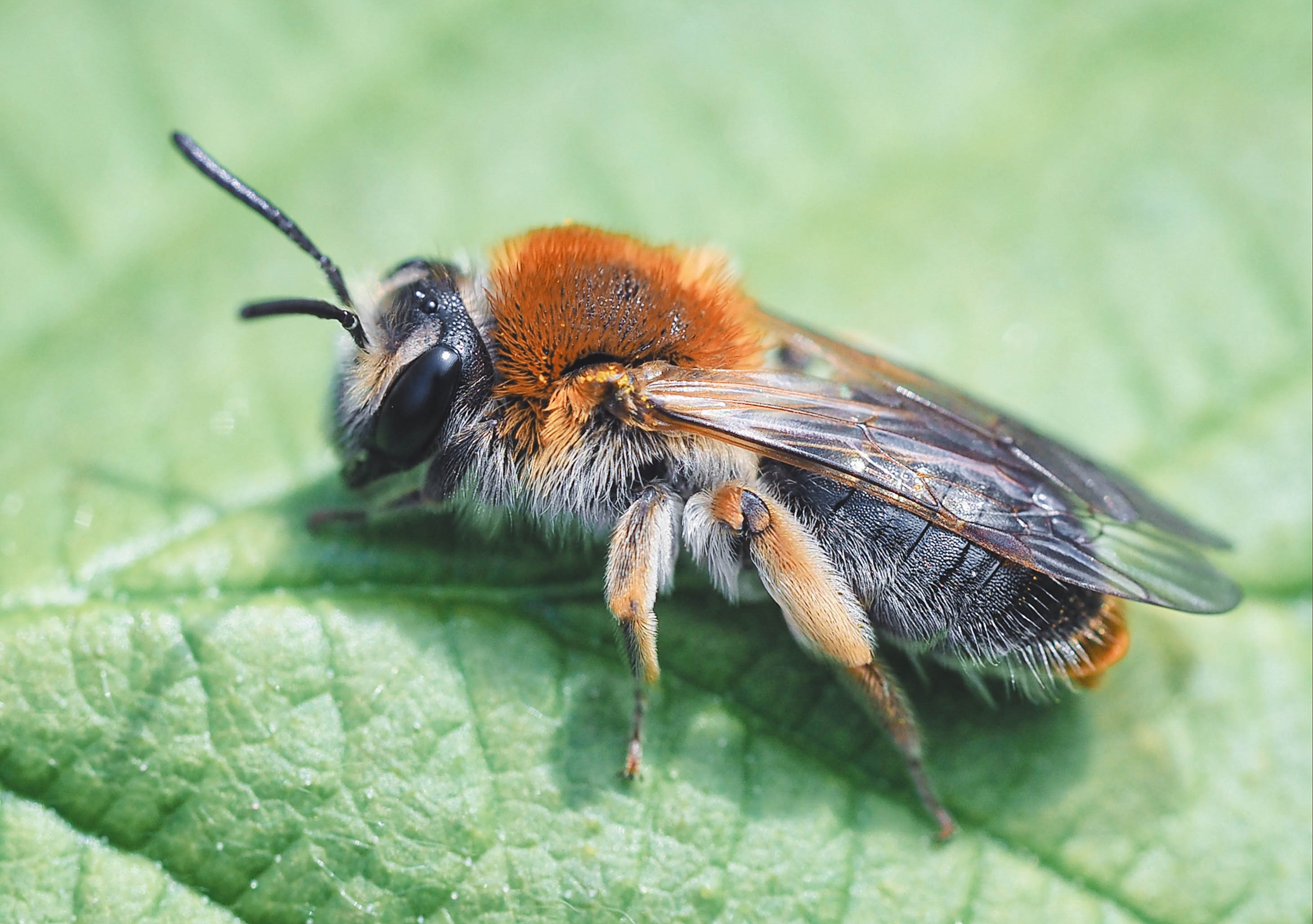 макро, пчела, насекомое, macro, bee, insect, Протченко Ирина