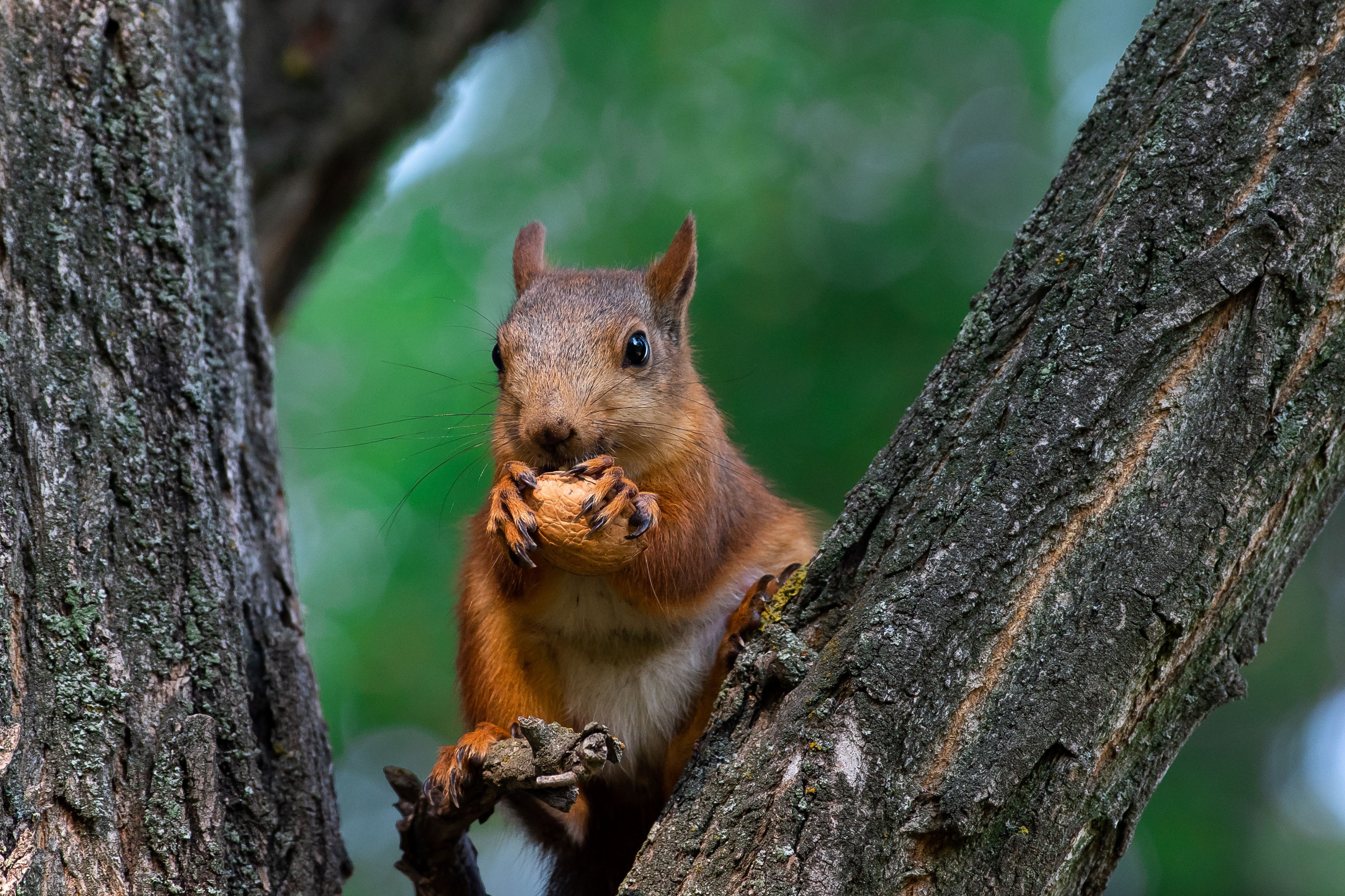 Sciurus vulgaris, volgograd, russia, wildlife, squirrel, белка, , Сторчилов Павел