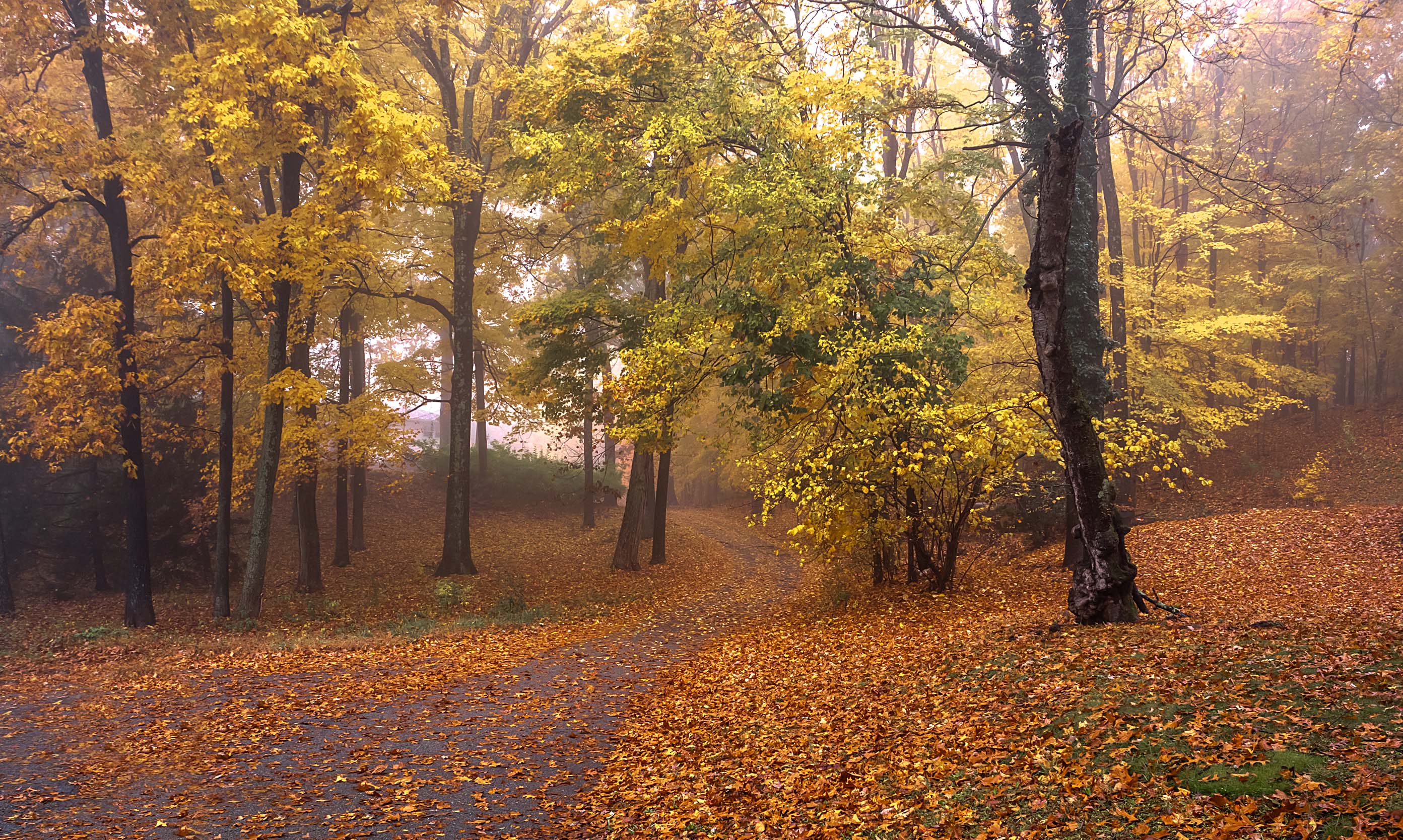 природа,осень,пейзаж,деревья,листья,туман,, Антонина Яновска