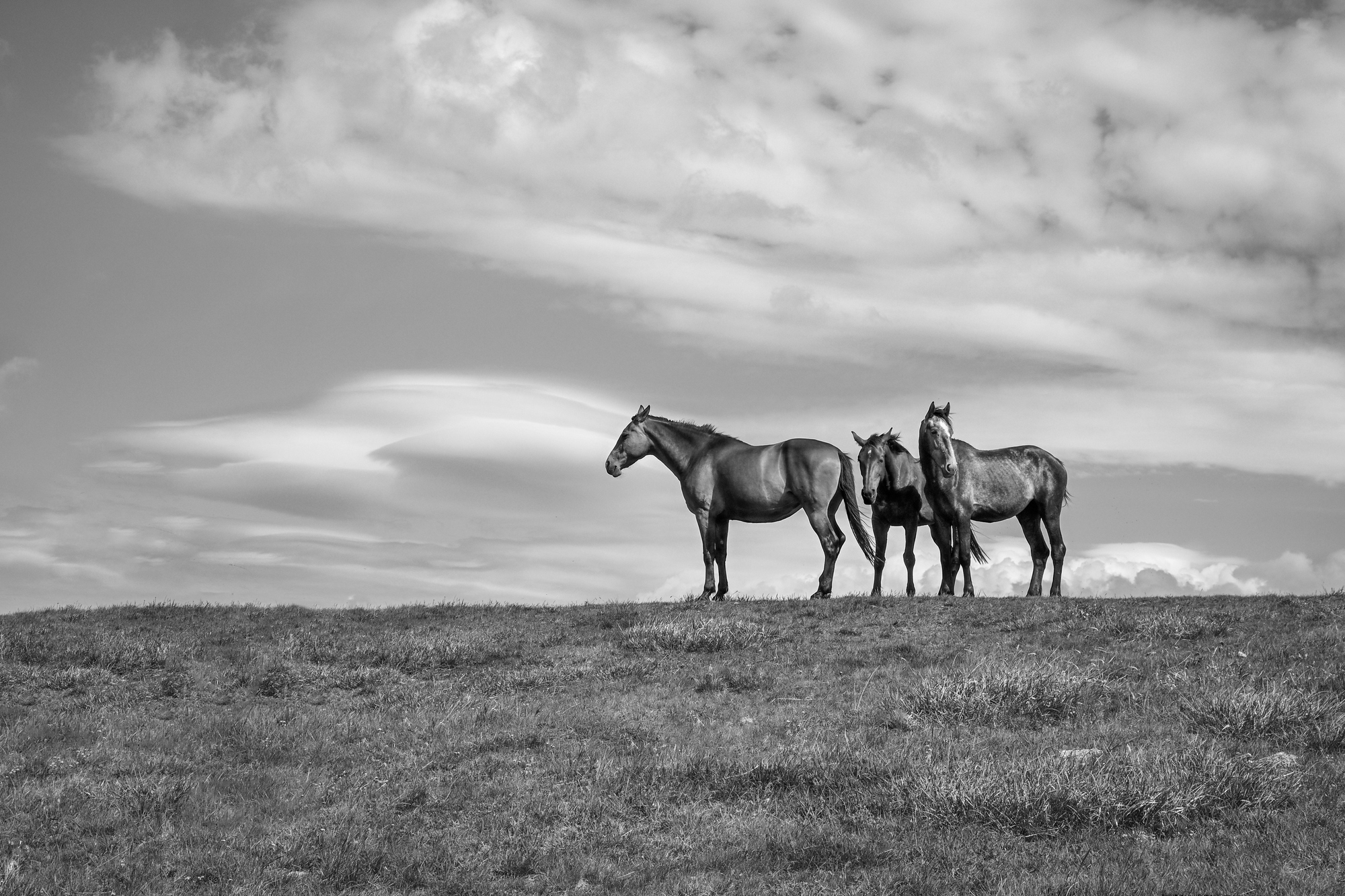 black, white, nature, horses, landscape, Стоян Великов