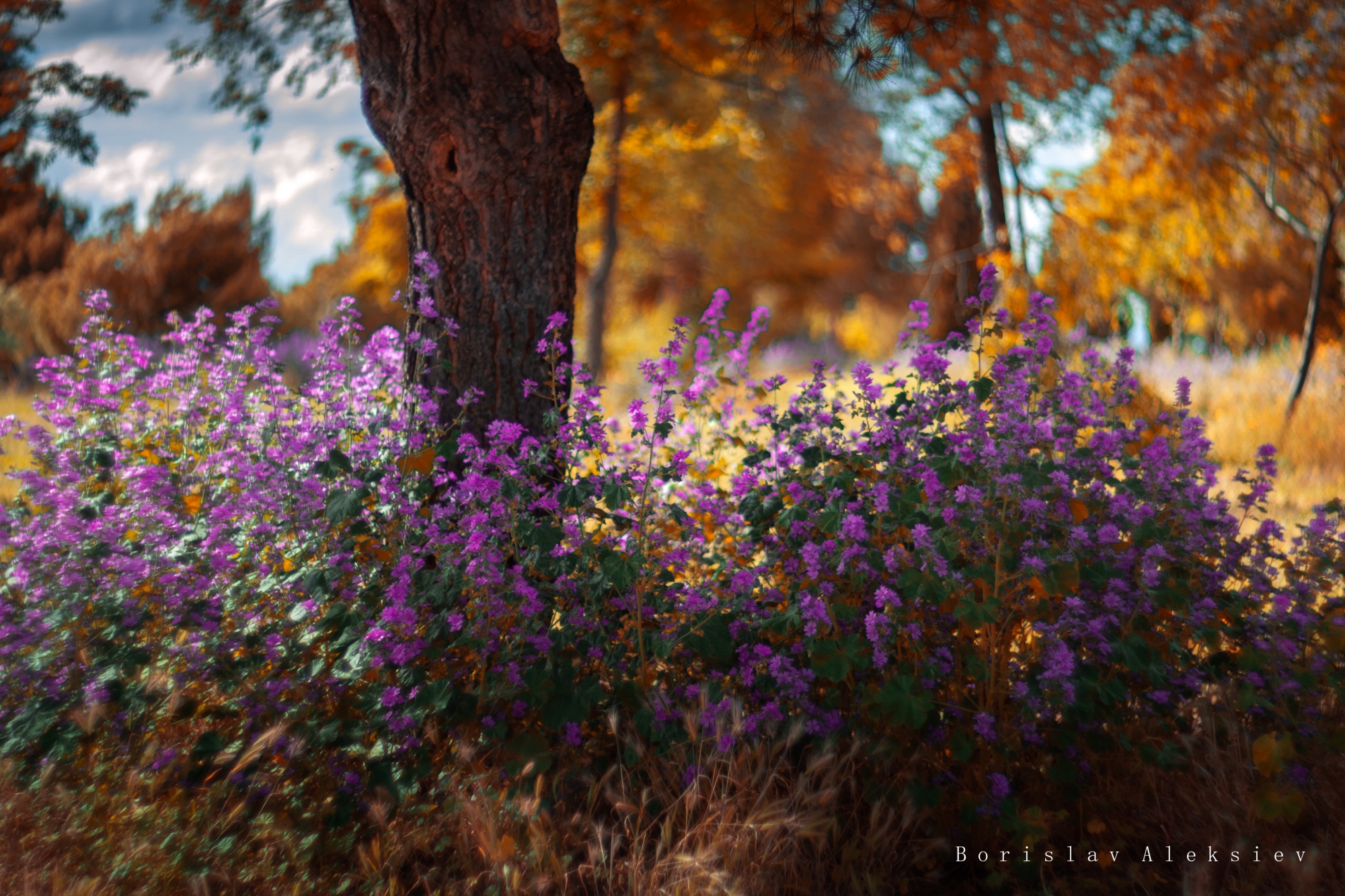 flowers,pink,blue,orange,purple,light,bokeh,nature,, Алексиев Борислав