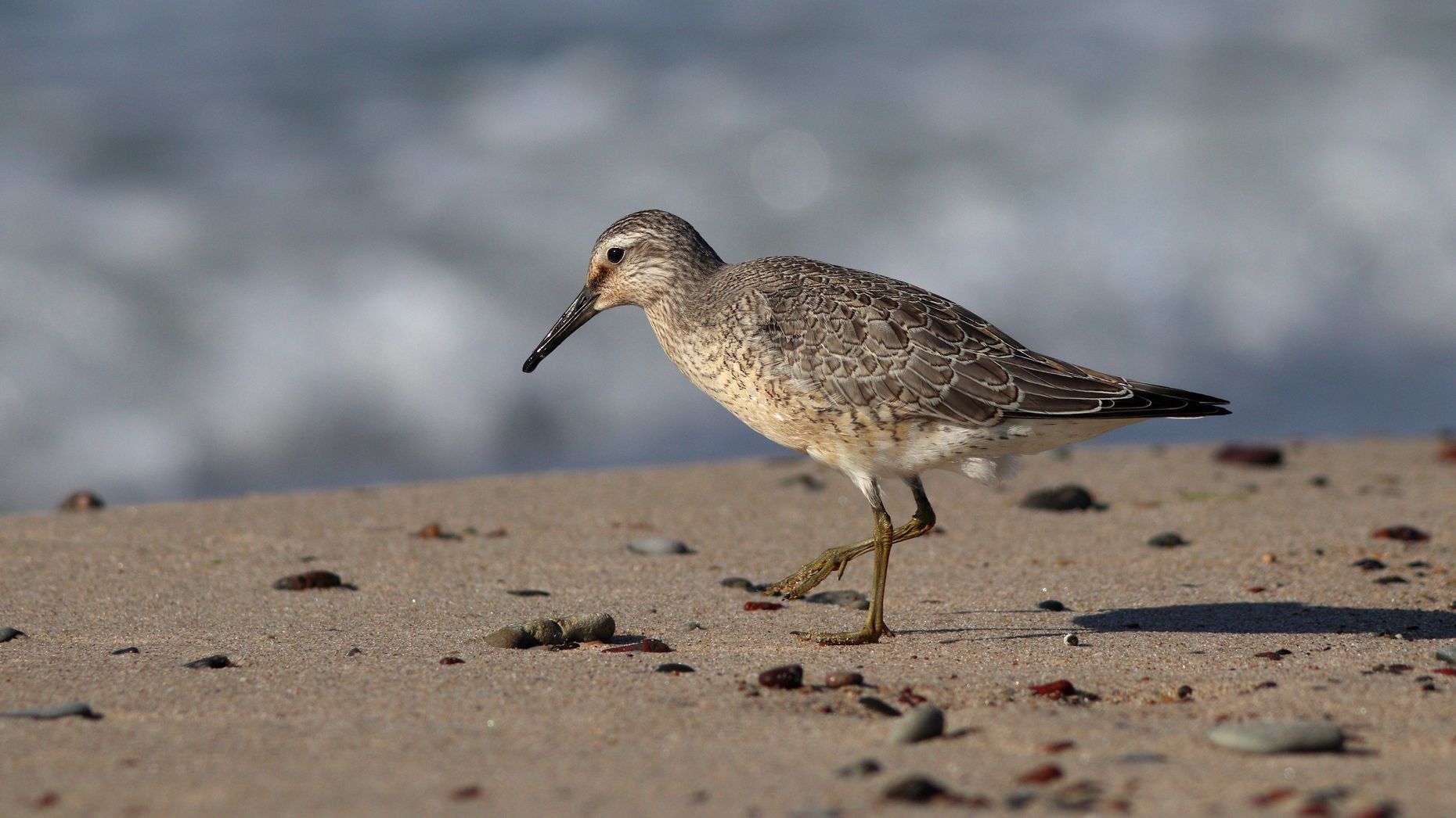 исландский песочник, calidris canutus, red knot, куршская коса, балтийское море, Бондаренко Георгий