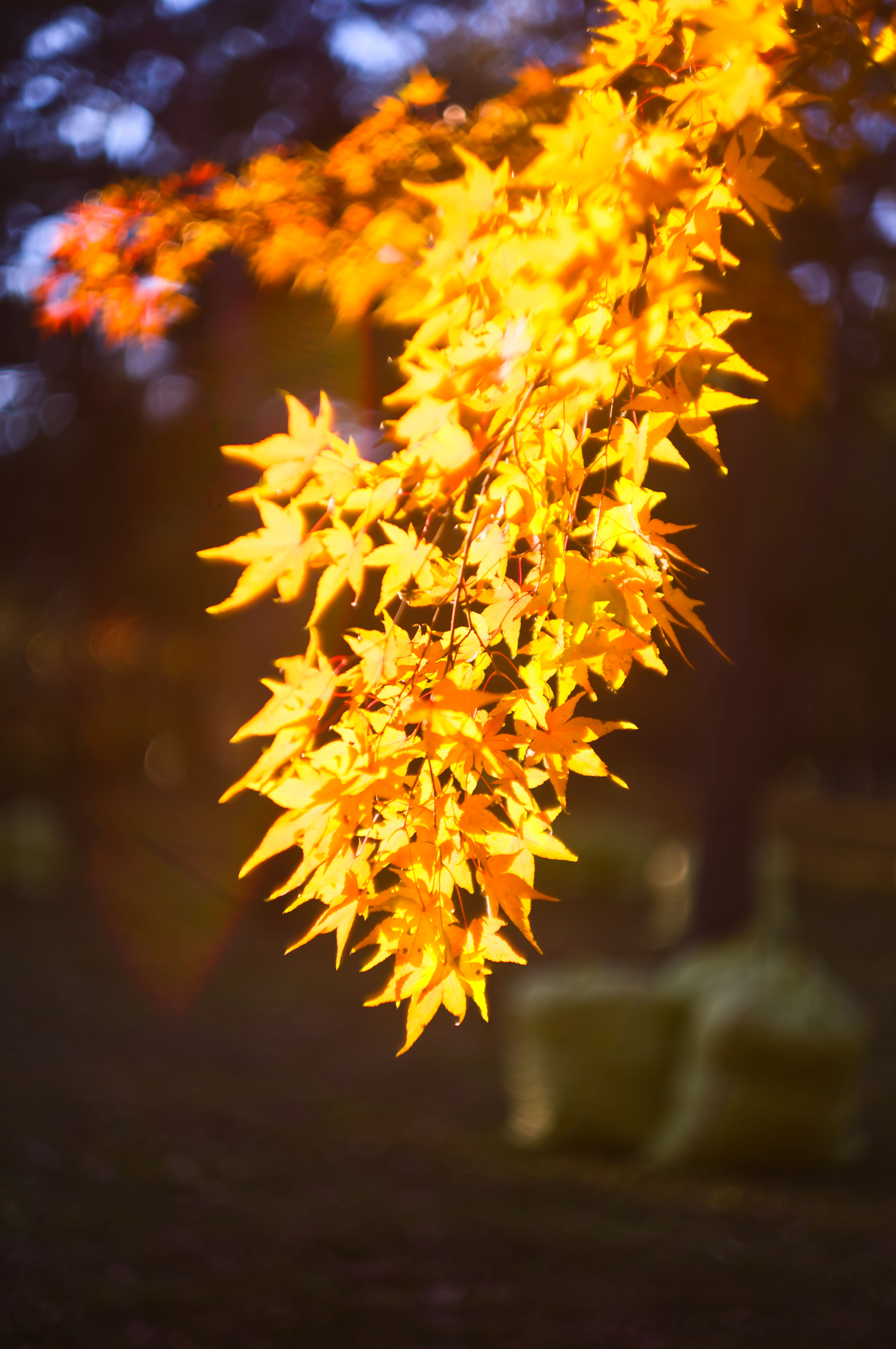 autumn, leaves, backlight, bokeh, maple, yellow, closeup, old lens, late afternoon,  , Shin