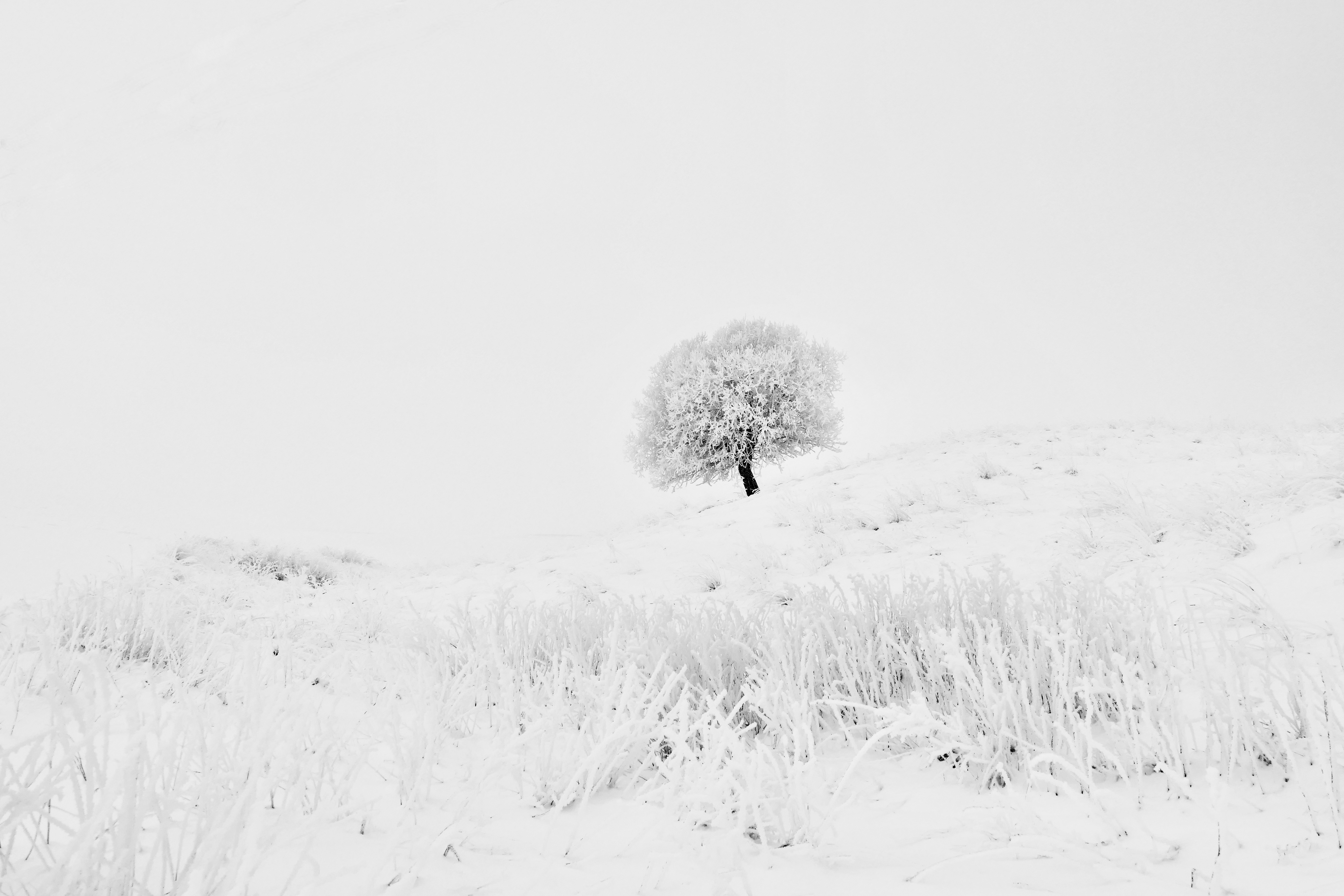Landscapes, nature, winter, snow, tree, frost, white, straw, cold, Norway, , Svetlana Povarova Ree
