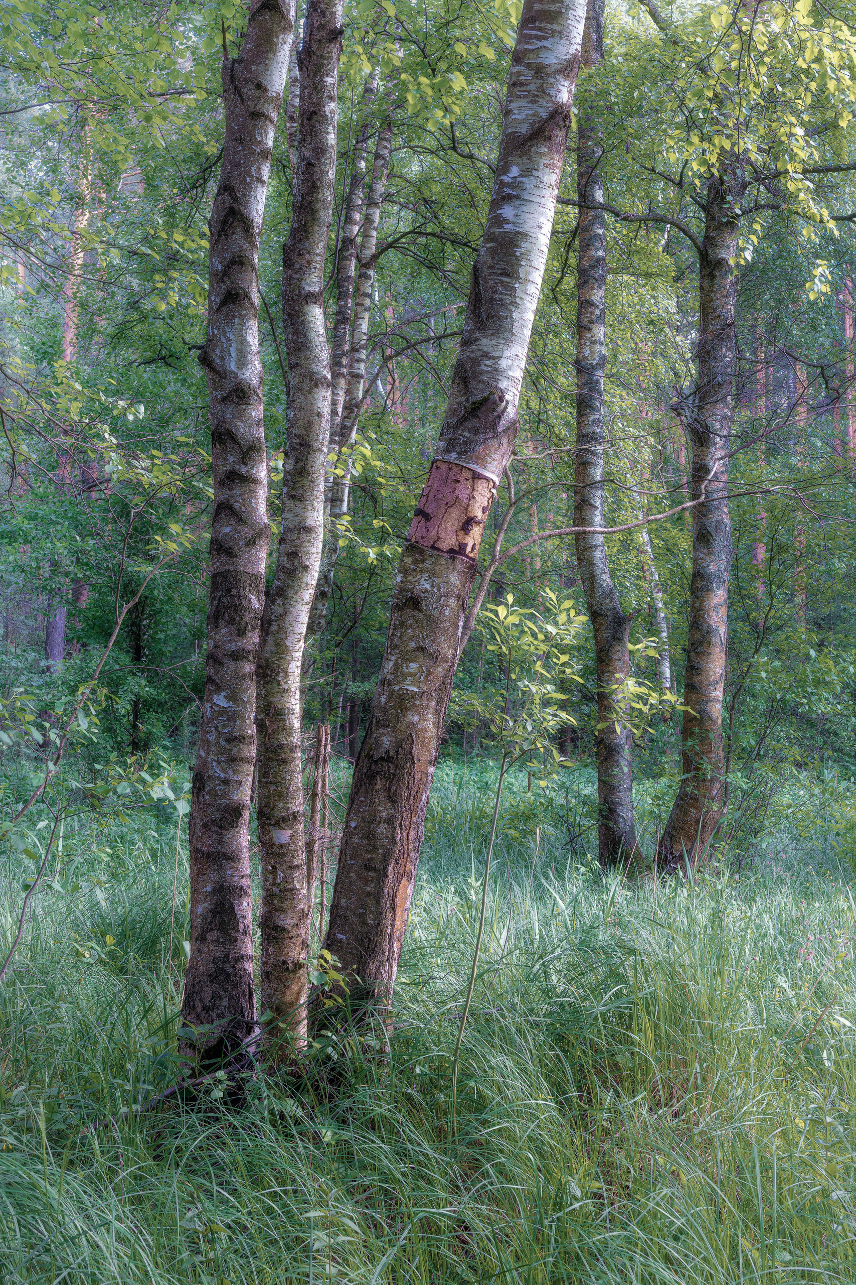 лес, березы, Валерий Вождаев