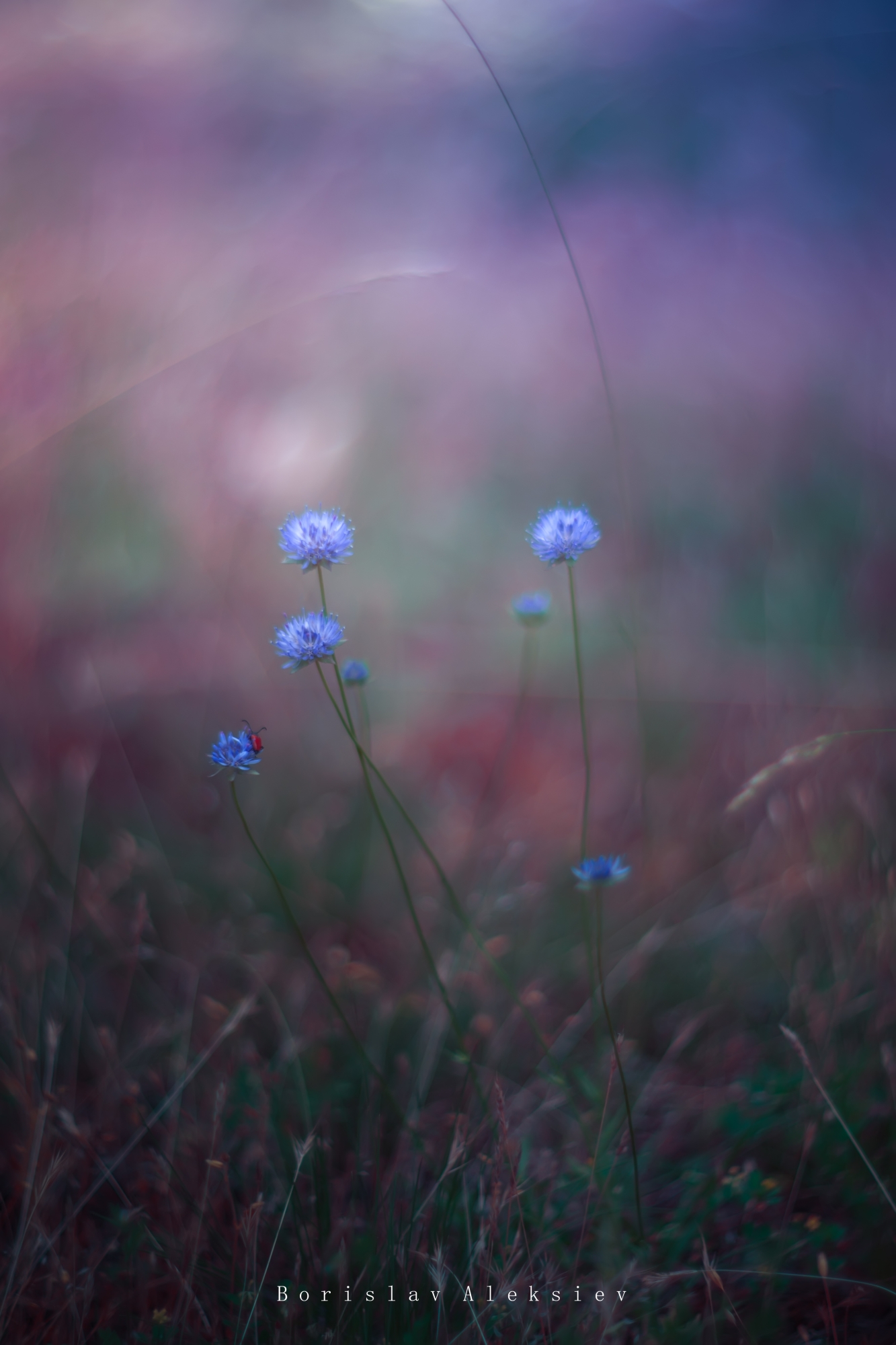flowers,pink,blue,green,purple,light,bokeh,nature,, Алексиев Борислав