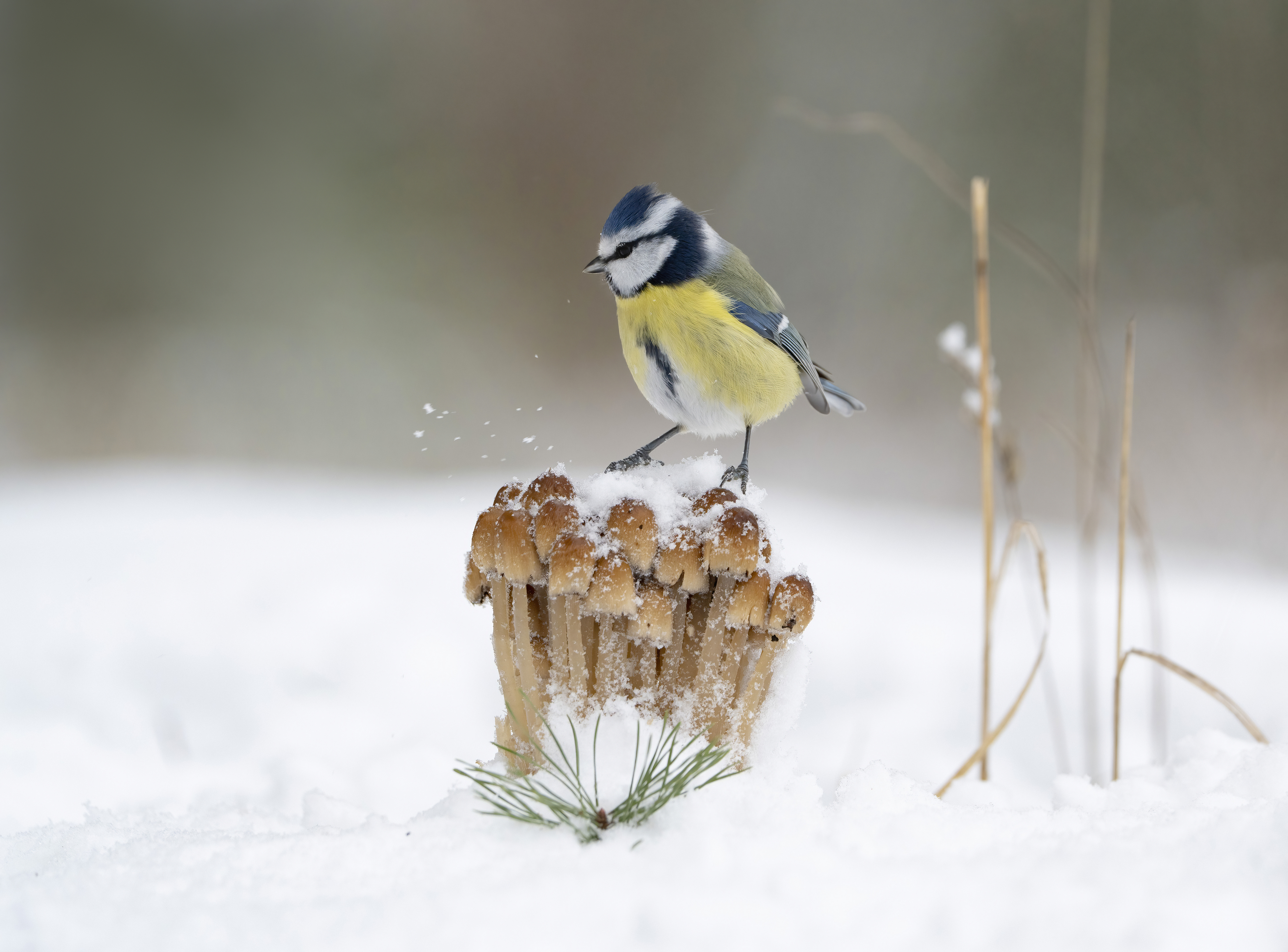 птицы, природа, лес, зима, Андрей Киселёв