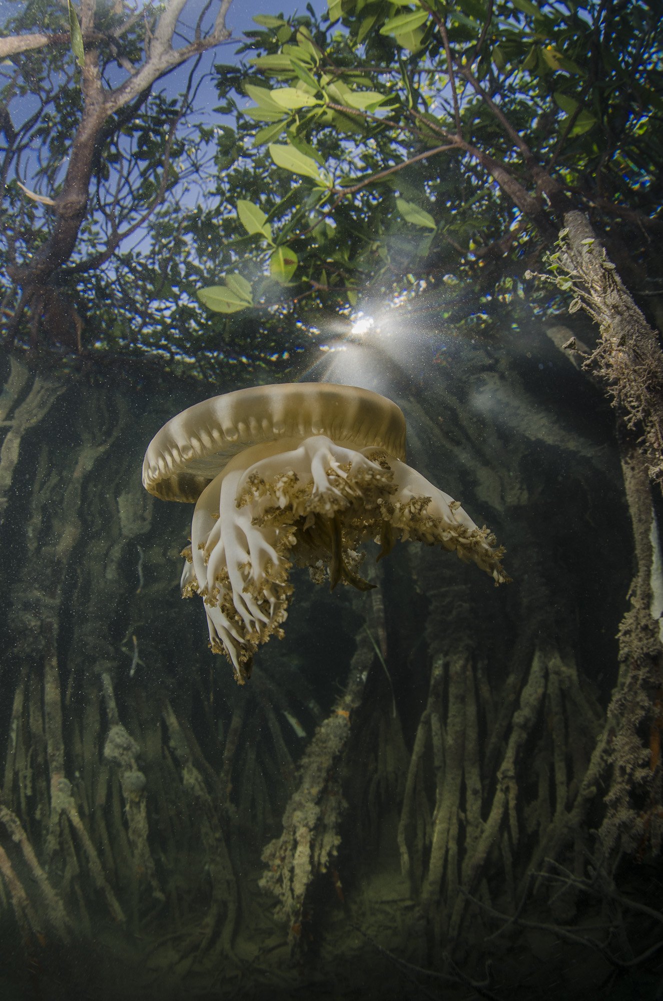 Животные, Море, Океан, Подводное фото, Подводный мир, Природа, Дмитрий Старостенков