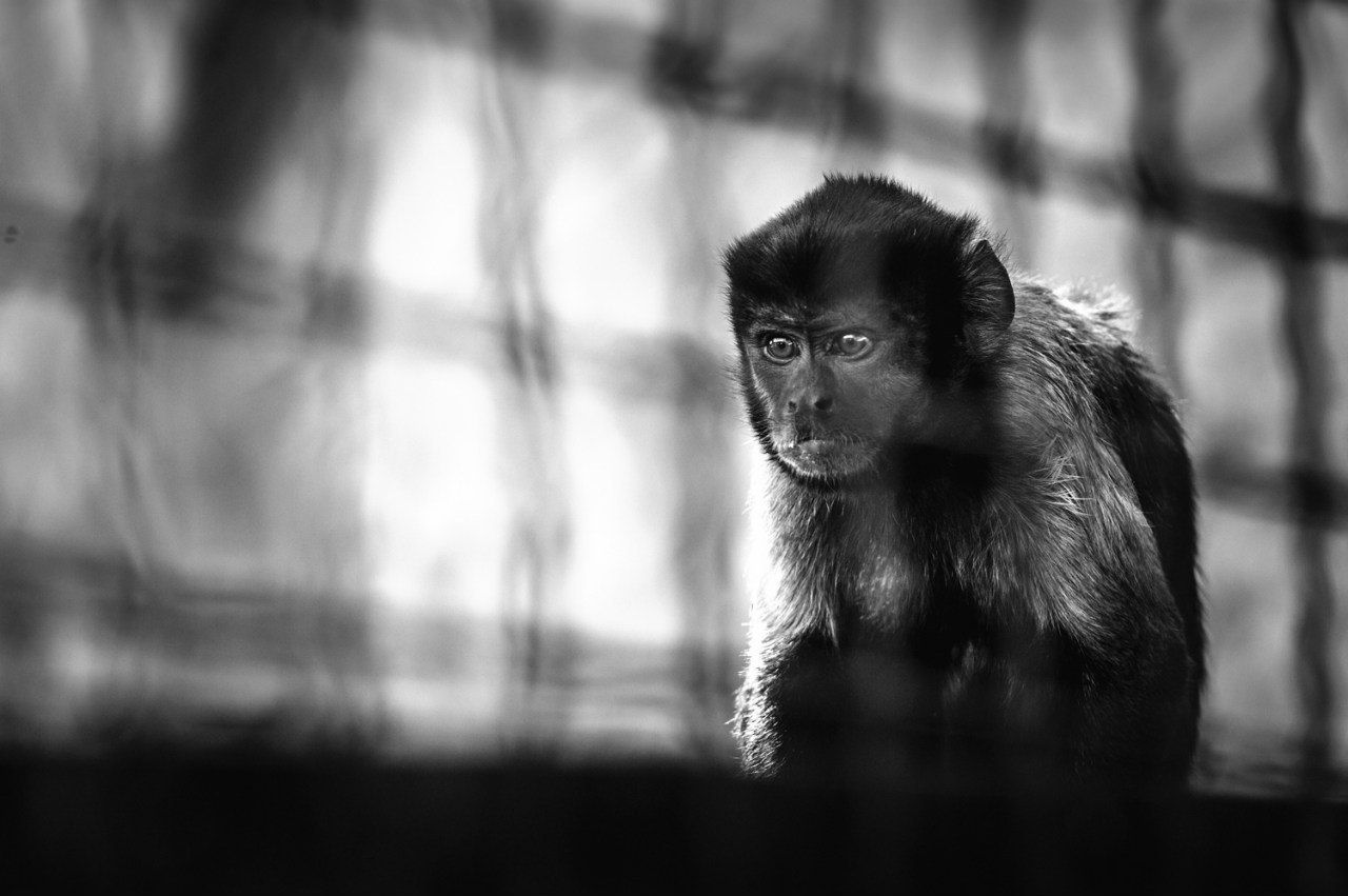 Animals, Black & white, Bw, Light, Monkey, Nikon, Wildlife, Андрей Лободин