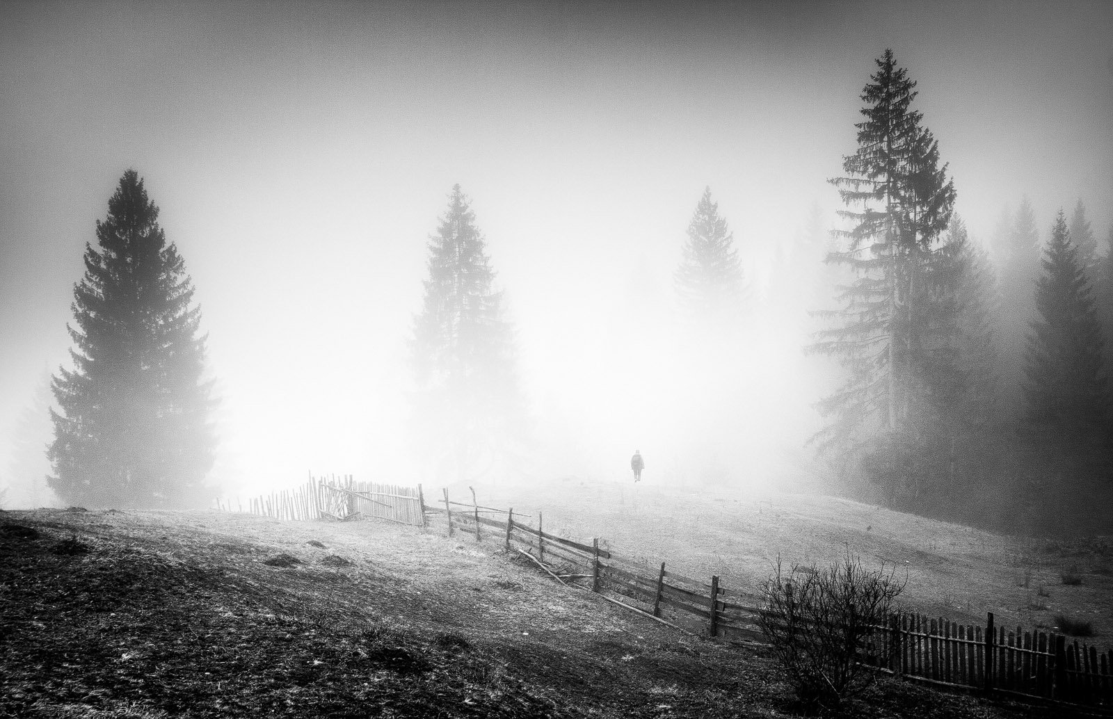 Mist, Nature, Silhouette, Spring, Serban Bogdan