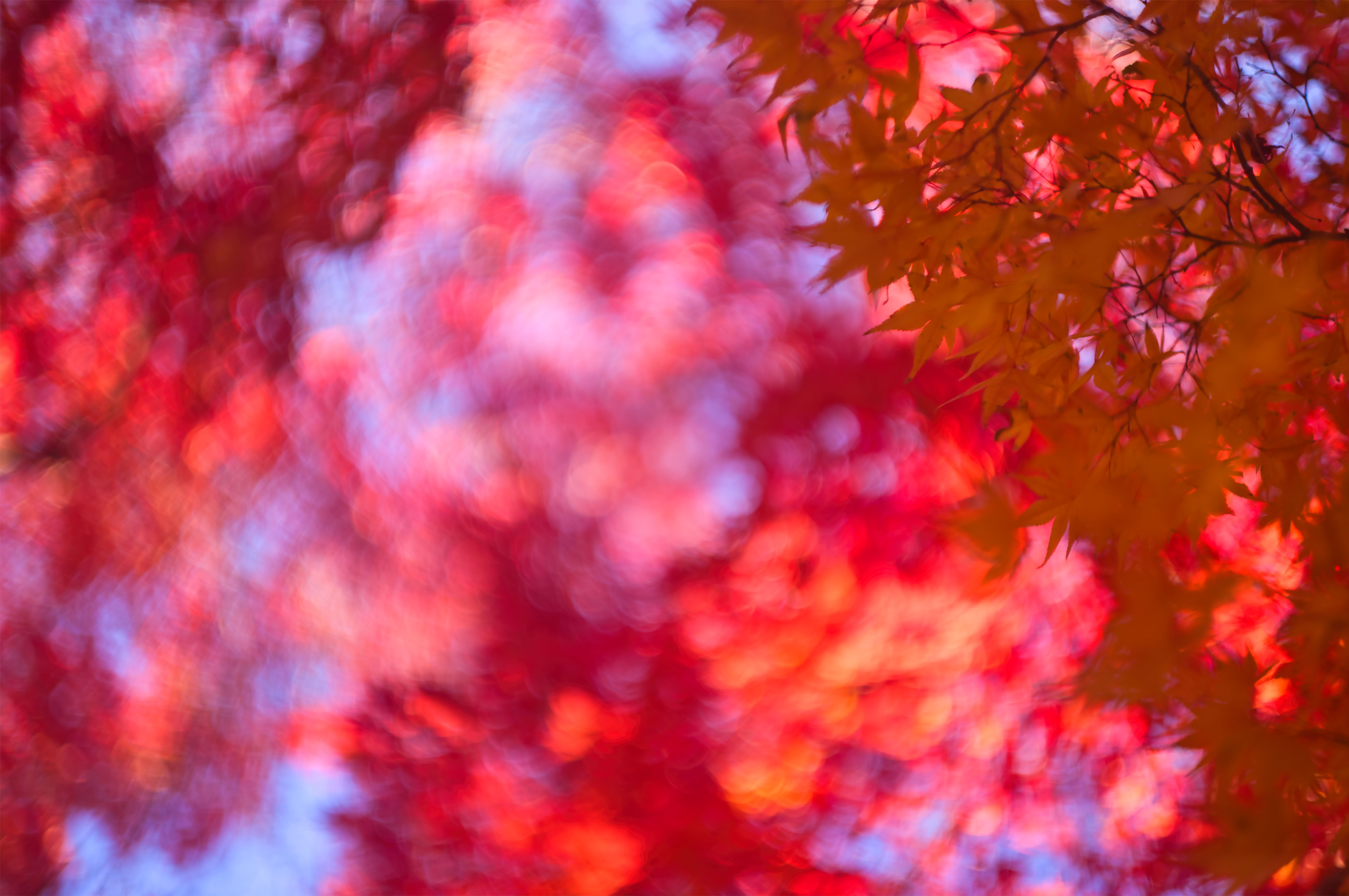 autumn, leaves, maple, red, bokeh, backlight, closeup, gorgeous, colors,, Shin