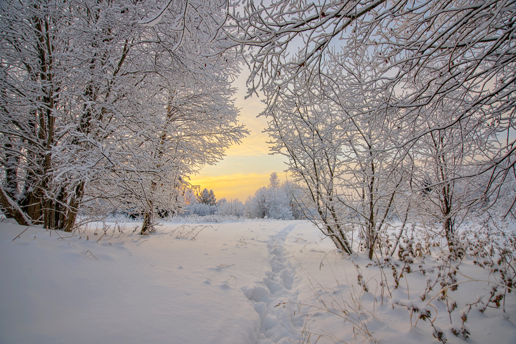 снег, солнце, тропа, деревья, зима, Шишпанов Игорь