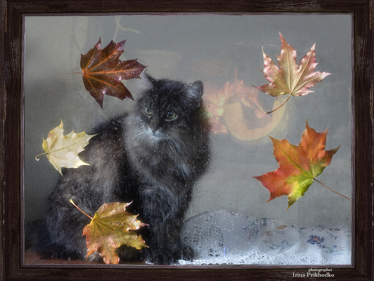 фото животных, постановочные фото, кошки, окно, осень, Приходько Ирина