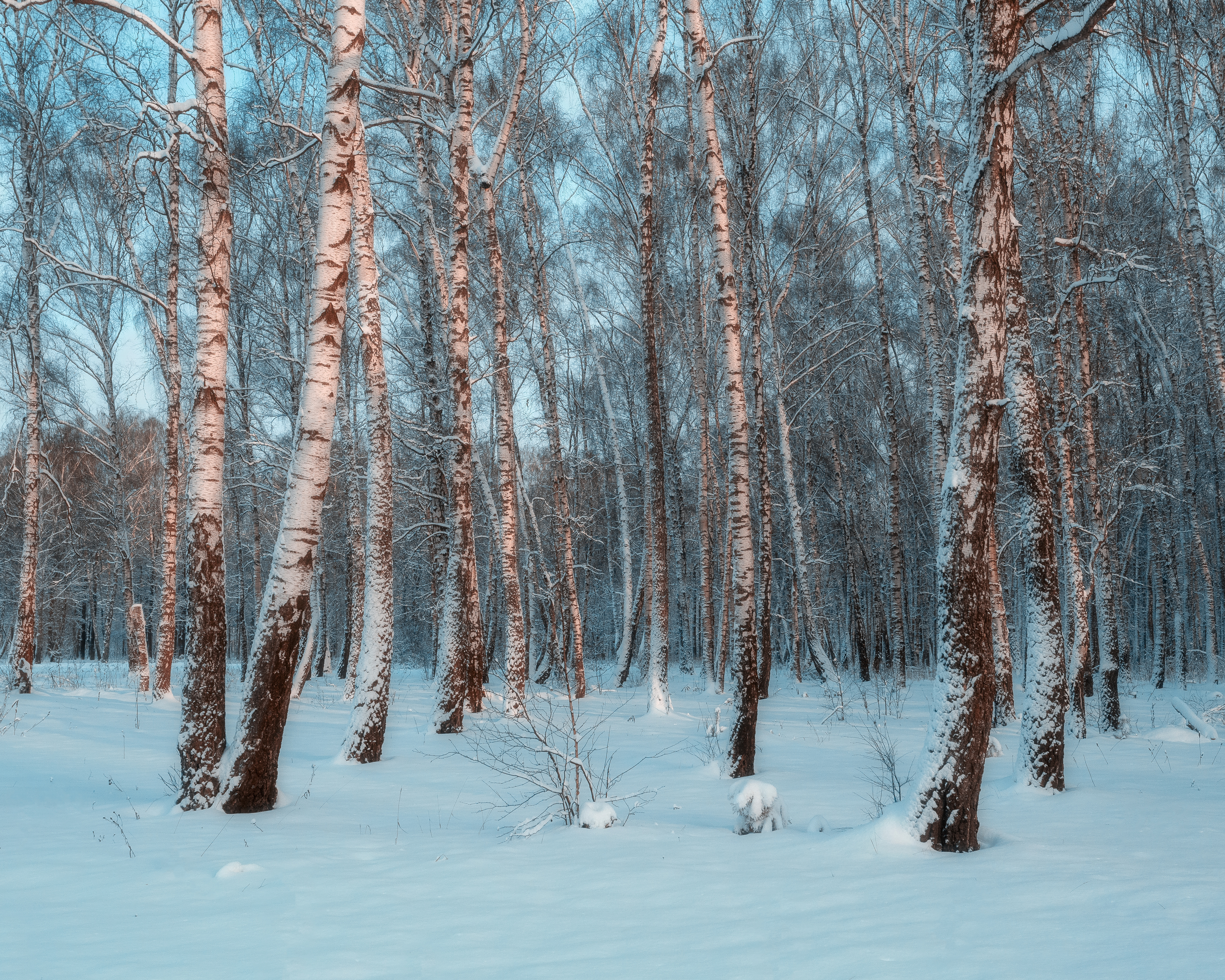 Пейзаж, зима, лес, мороз, зимний лес, природа, Московская область, Мартыненко Дмитрий
