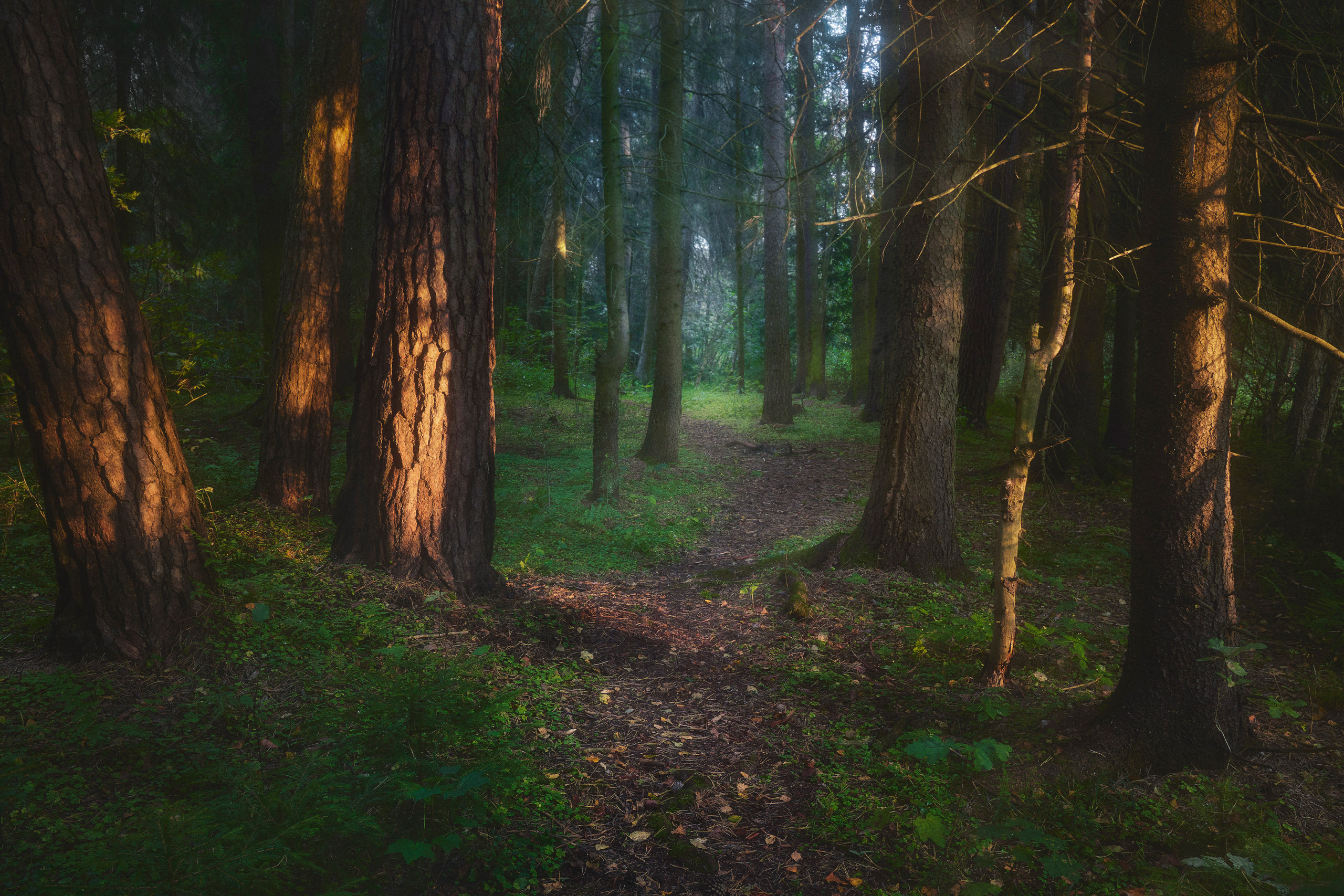 лес, деревья, листва, Валерий Вождаев