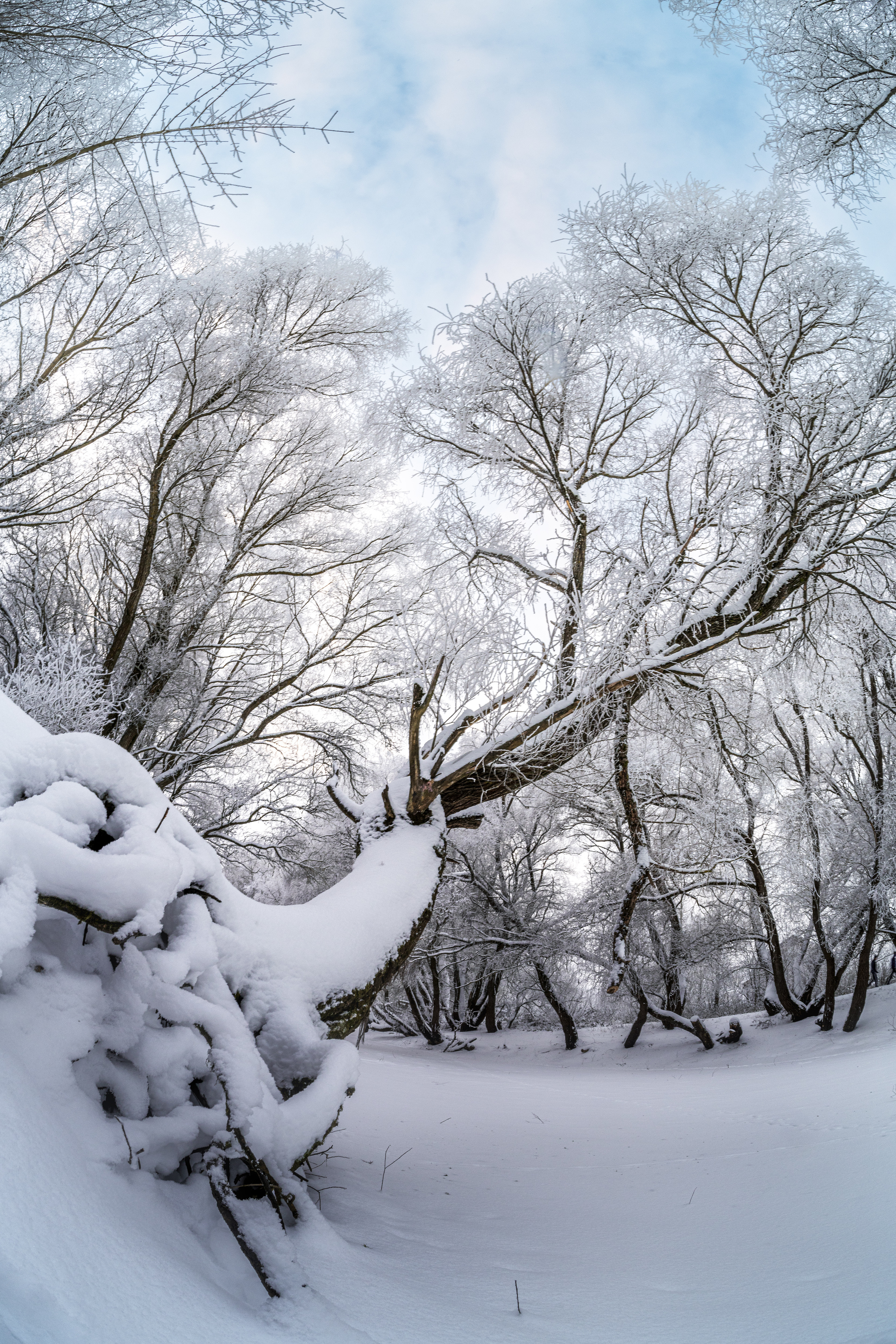 зима снег дерево, Третьякова Анастасия
