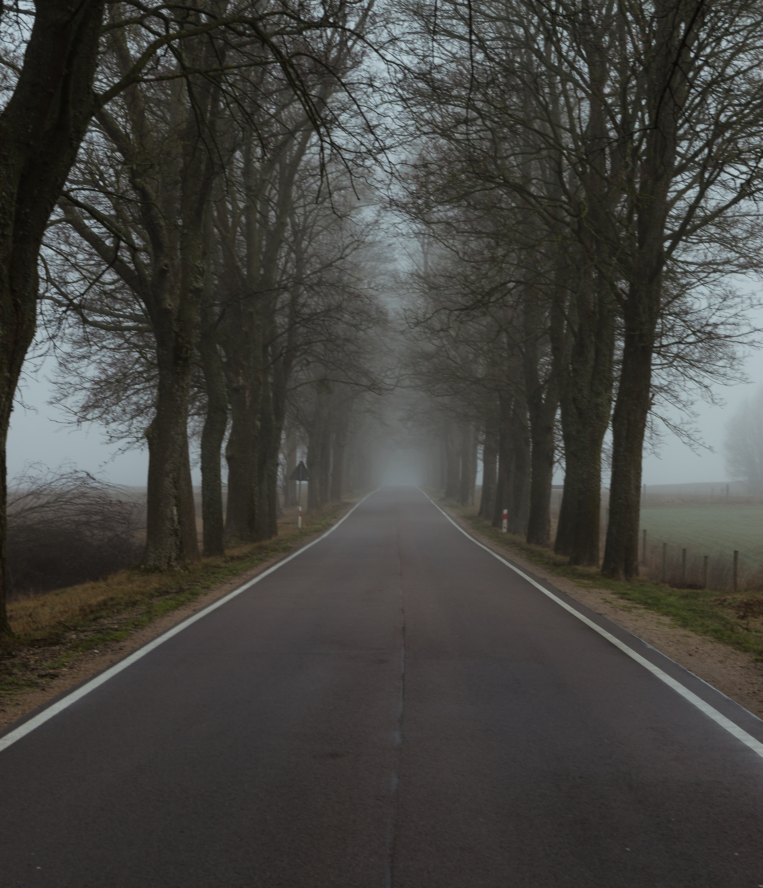 польша, туман, утро, poland, fog, morning, деревья, дорога, road, trees, Alexey S