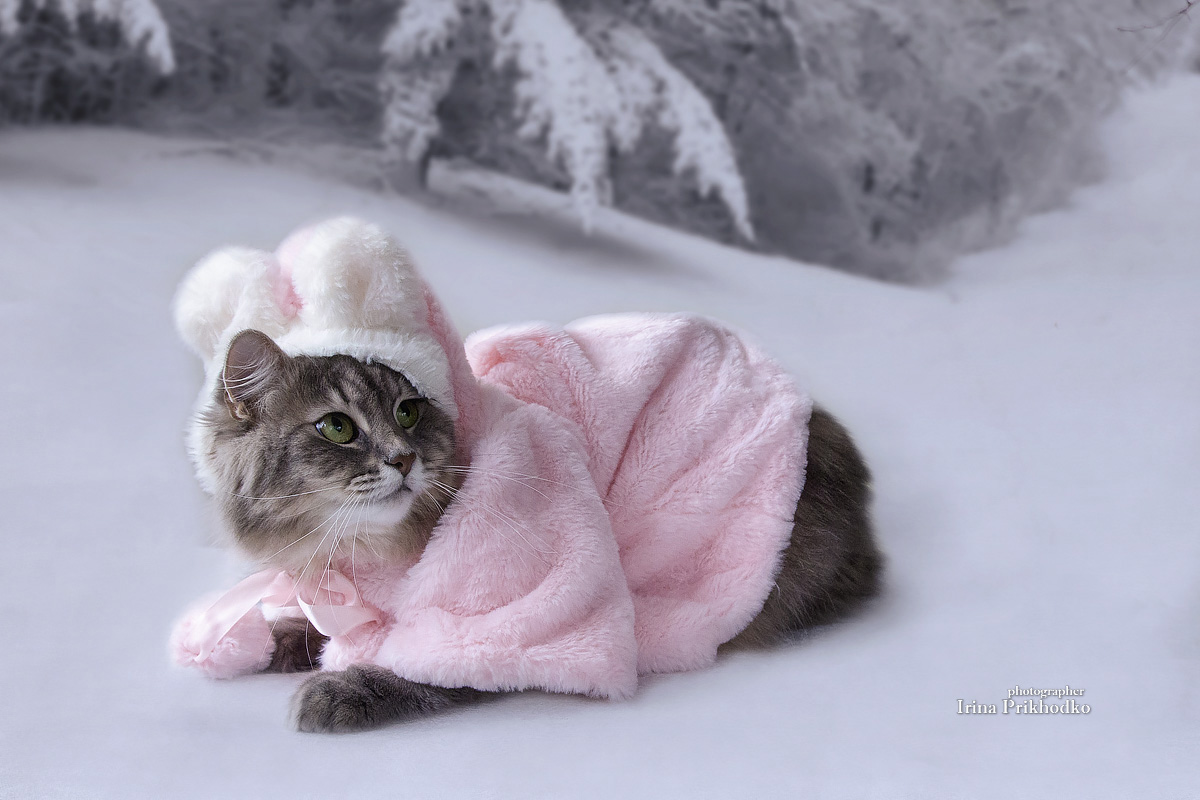 фото животных, питомцы, кошки, зима, снег, Приходько Ирина