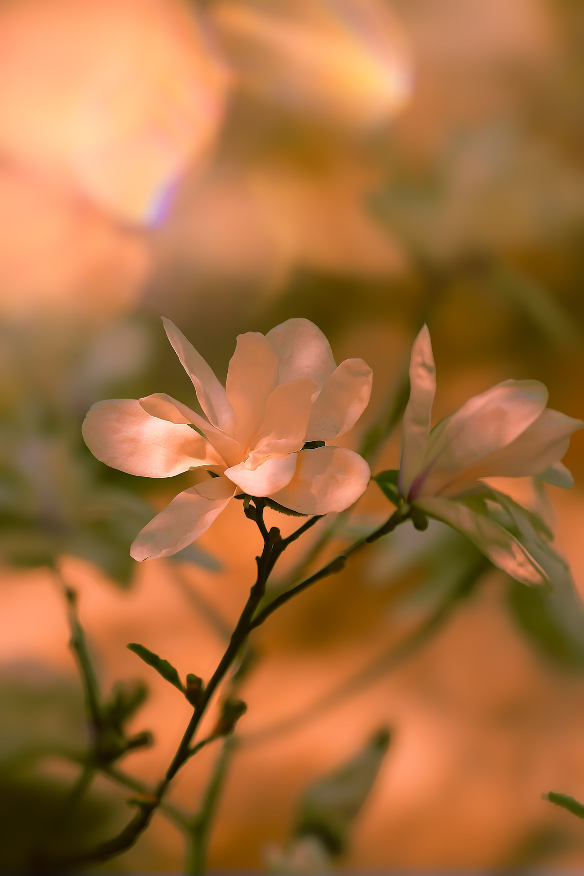 макро, macro, цветы, flower, весна, spring, магнолия, magnolia, Julia Kaissa
