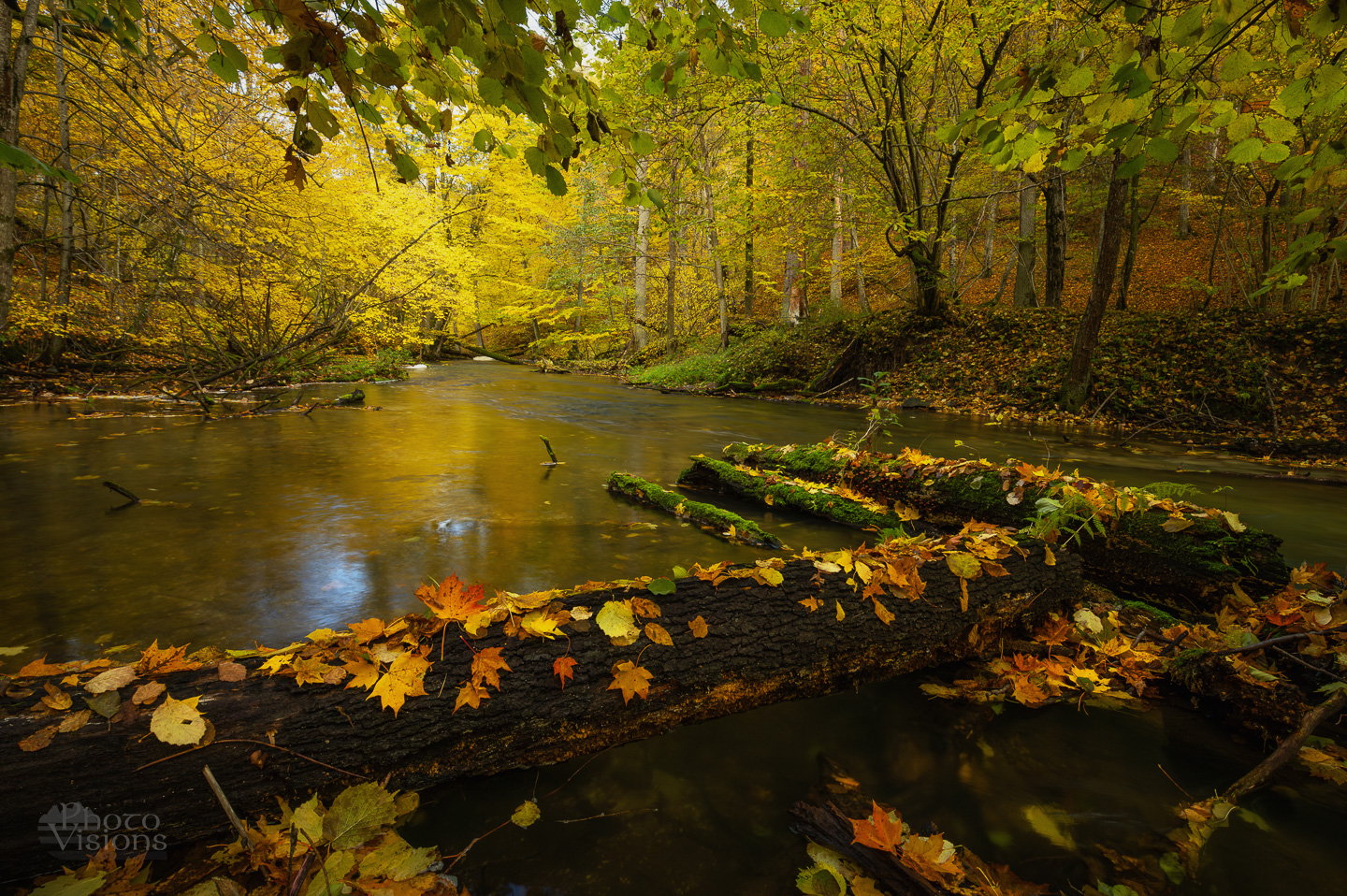 forest,woodland,woods,river,water,autumn,autumnal,reflections,trees,tree,shoreline,landscape,long exposure,golden,yellow,colorful,vibrant,nature,, Photo Visions