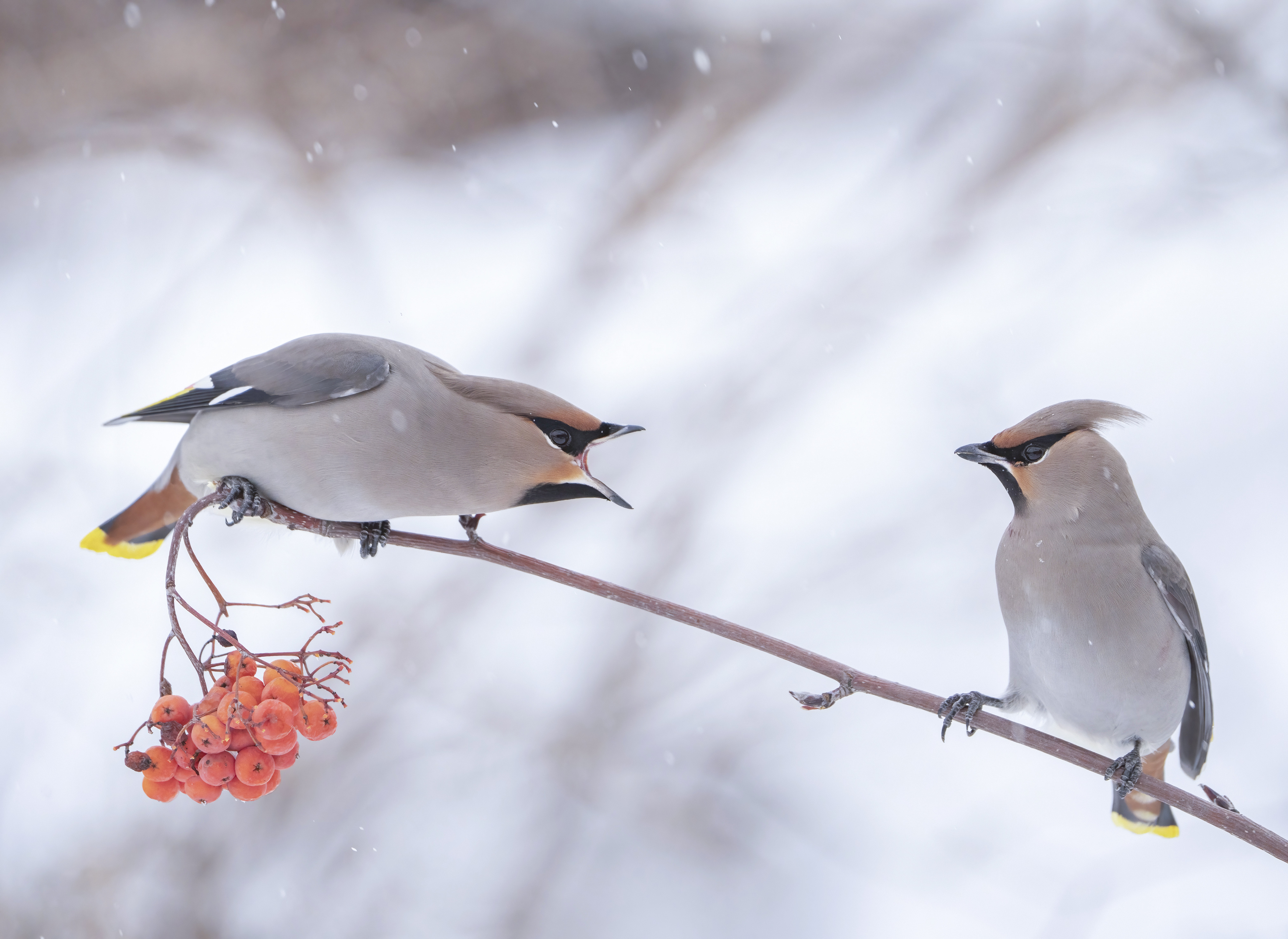 природа, птицы, зима, Андрей Киселёв