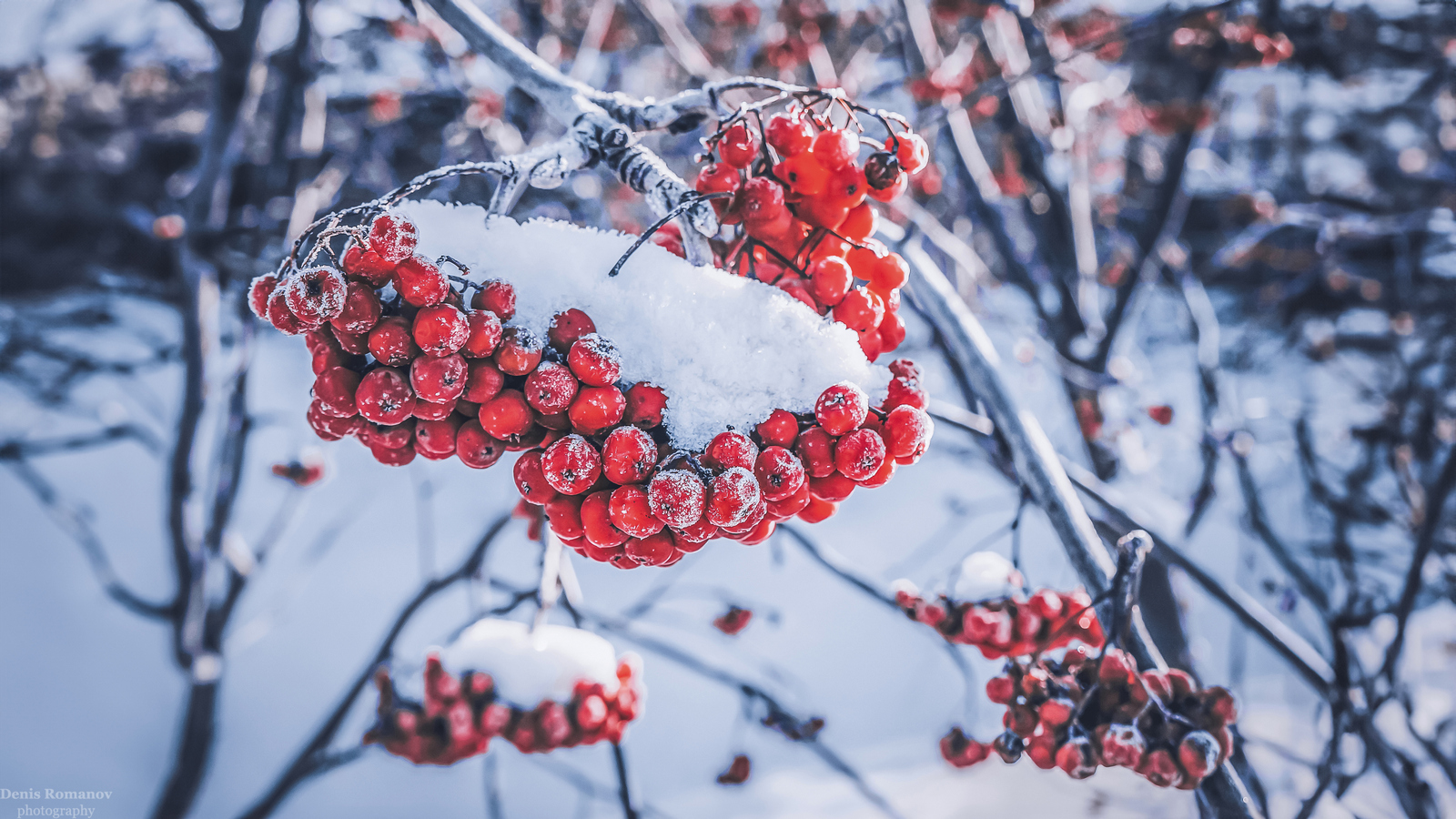 #nature #macro #макро #природа #winter #snow #deсember #зима #декабрь, Denis Romanov