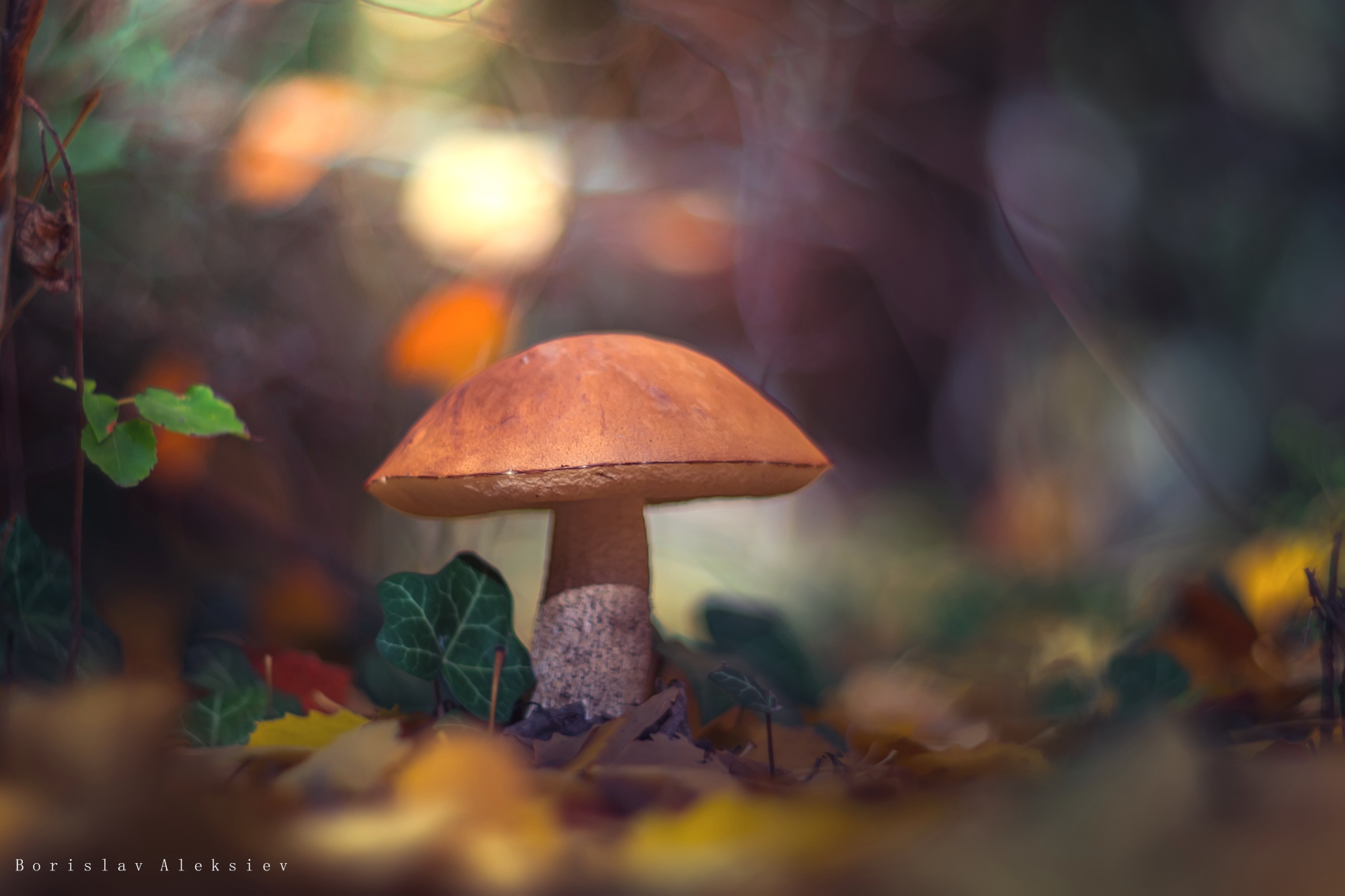 mushroom,dark,light,bokeh,nature,orange,dark,exterior,green,yellow, Алексиев Борислав