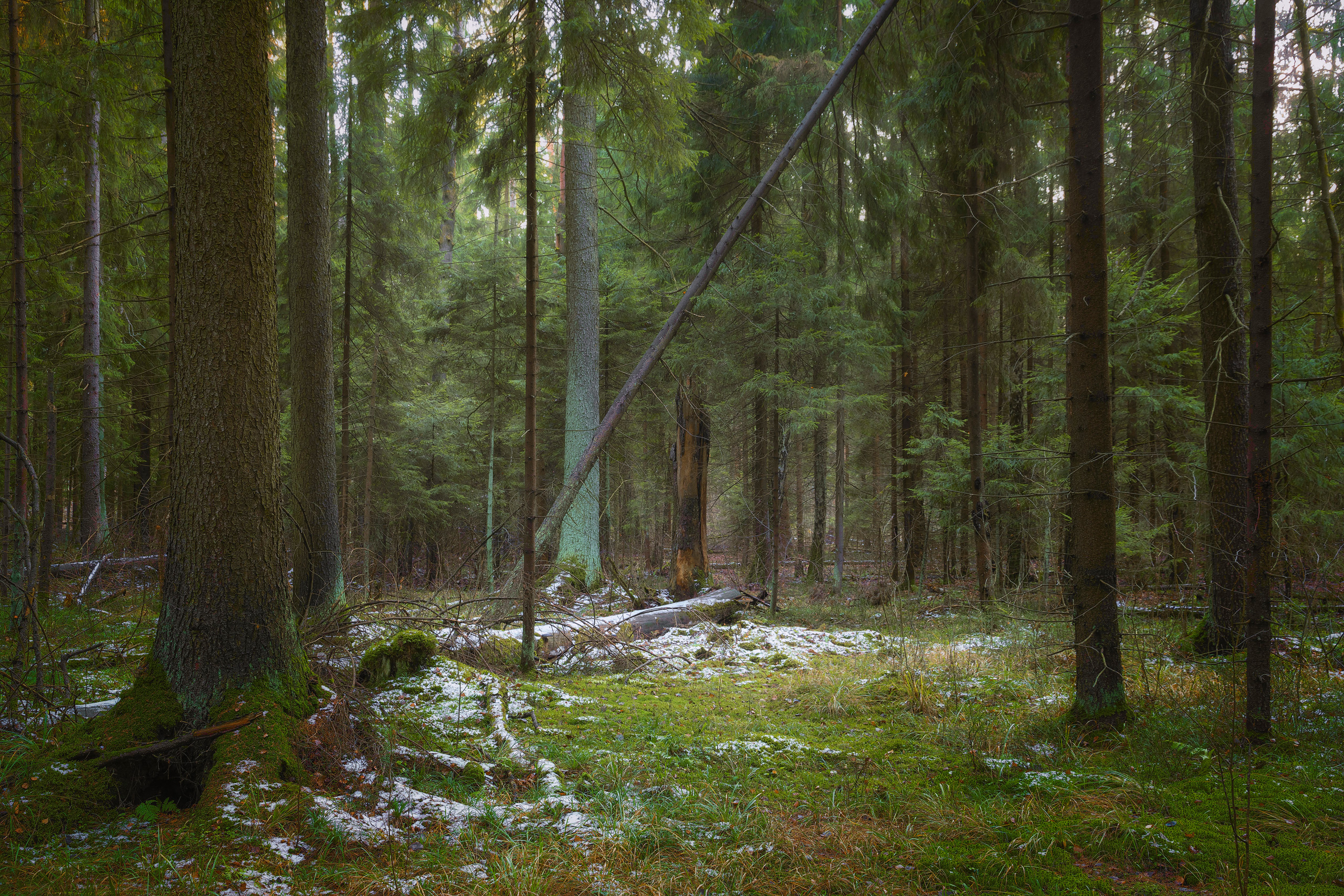 лес, деревья, листва, осень, снег, Валерий Вождаев