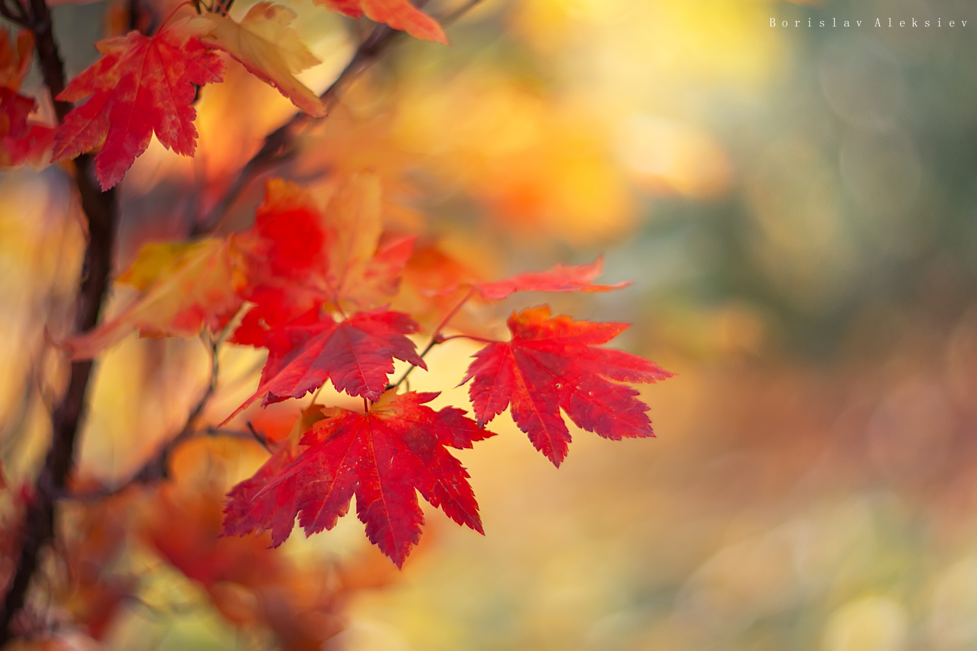 autumn,forest,travel,tree,orange,yellow,light,dark,plant,, Алексиев Борислав