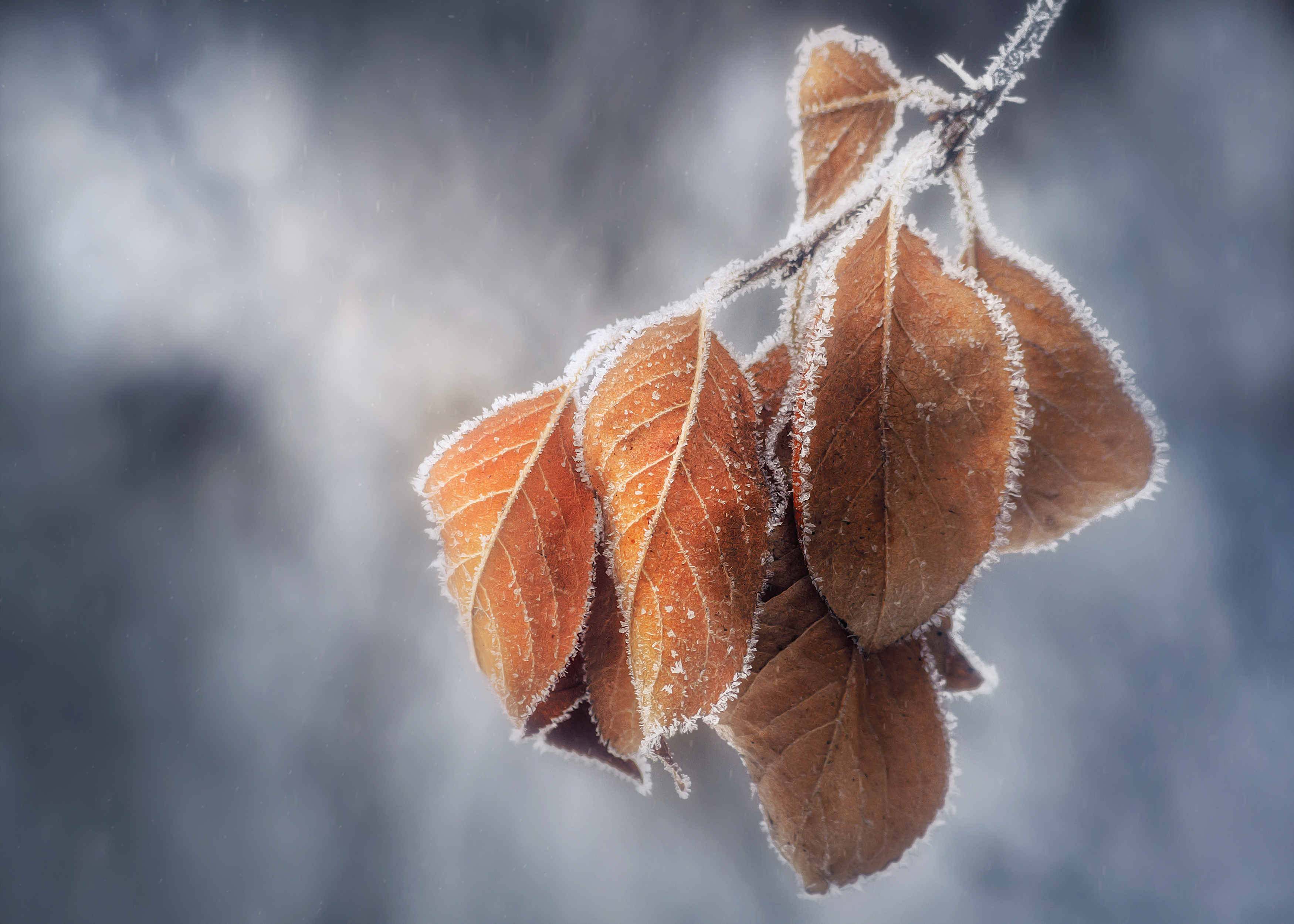 листья зима снег иней свет цвет природа фотограф фотография фон боке, Еремеев Дмитрий