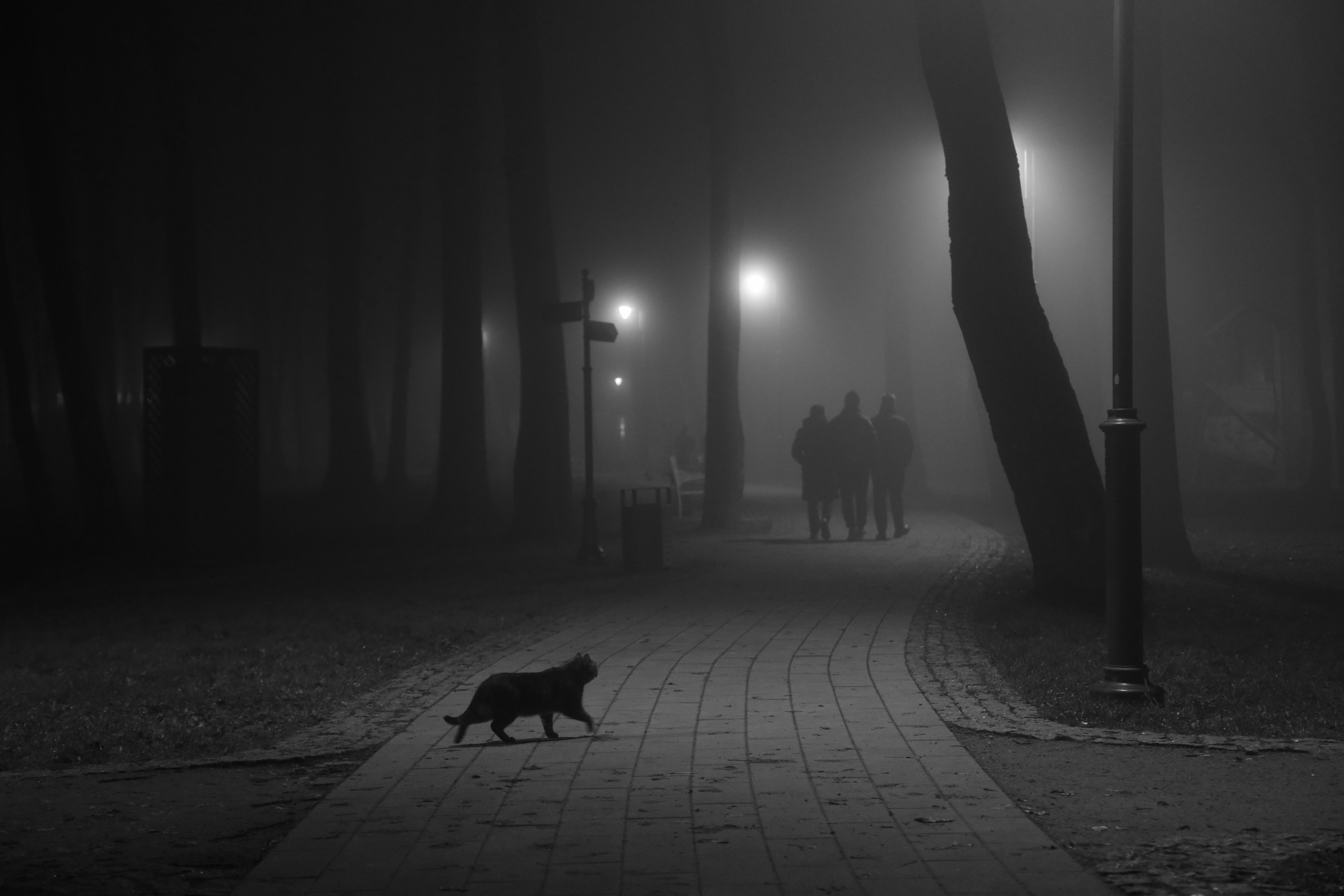 туман кот парк , Колосова Елена