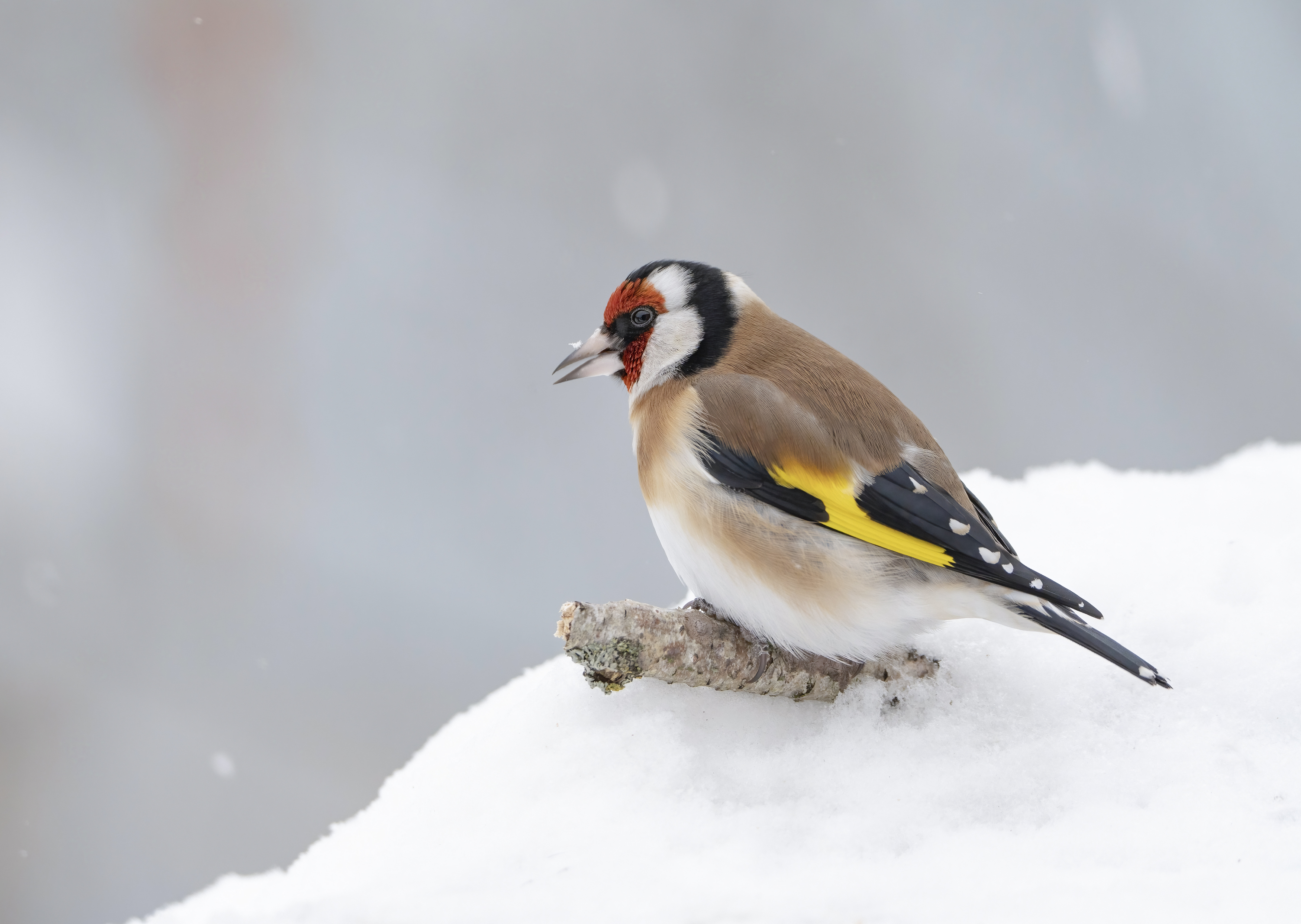 птицы, природа, зима, Андрей Киселёв