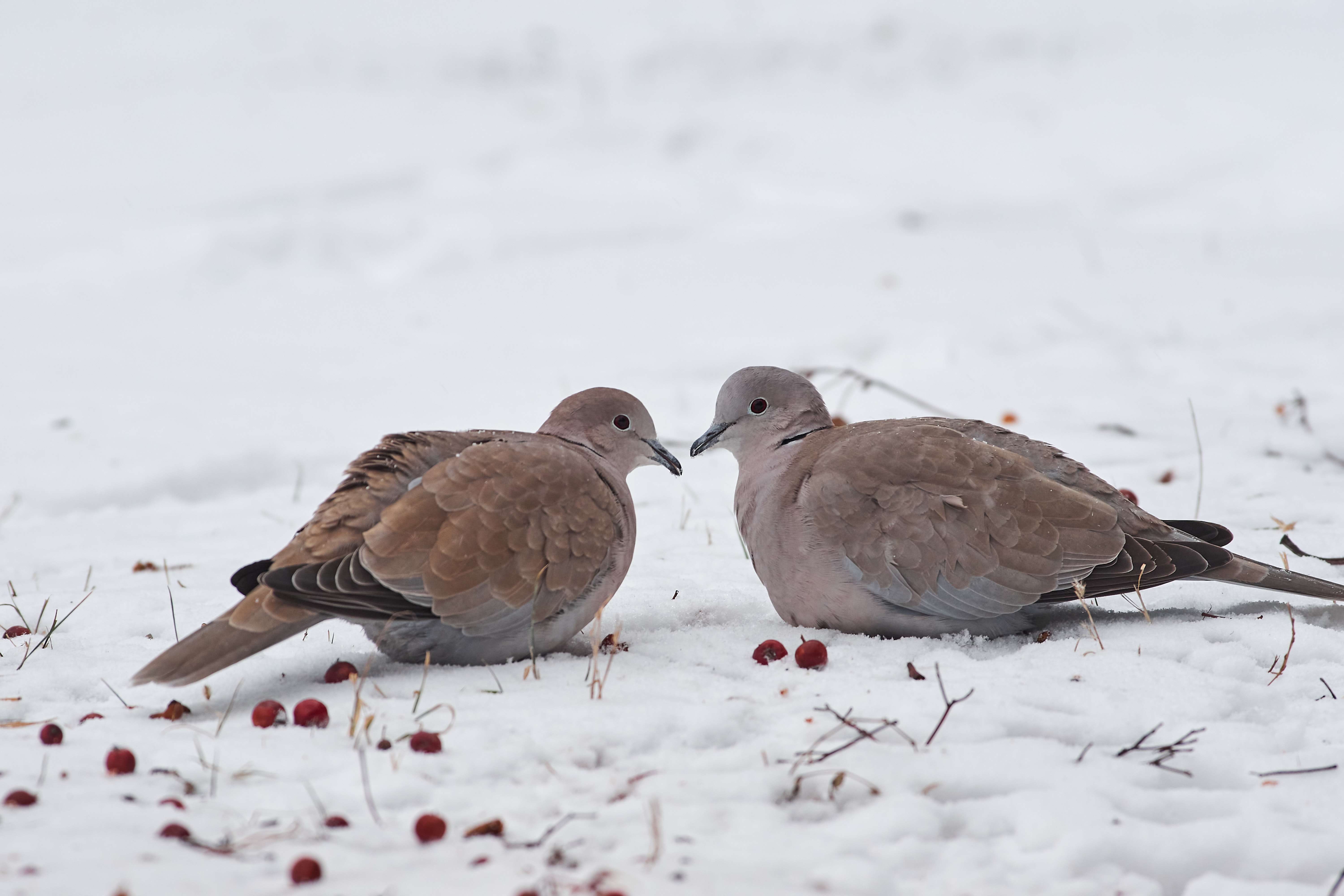 Streptopelia decaocto, bird, birds, birdswatching, volgograd, russia, wildlife, , Сторчилов Павел