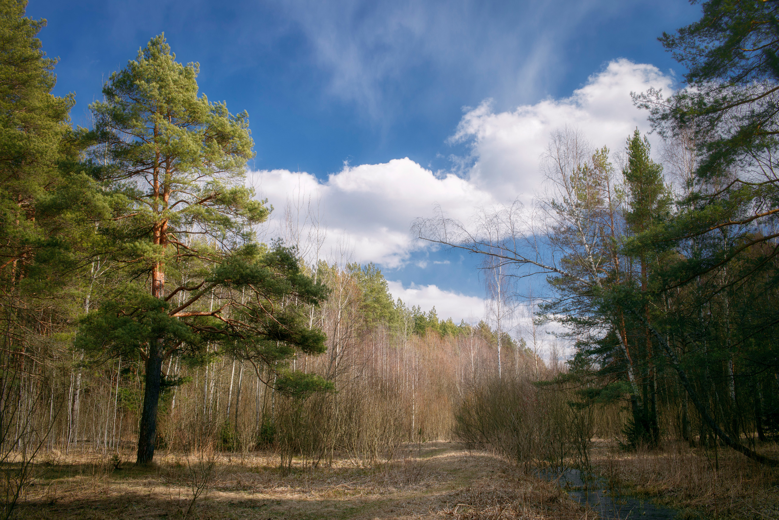 лес, деревья, весна, Валерий Вождаев