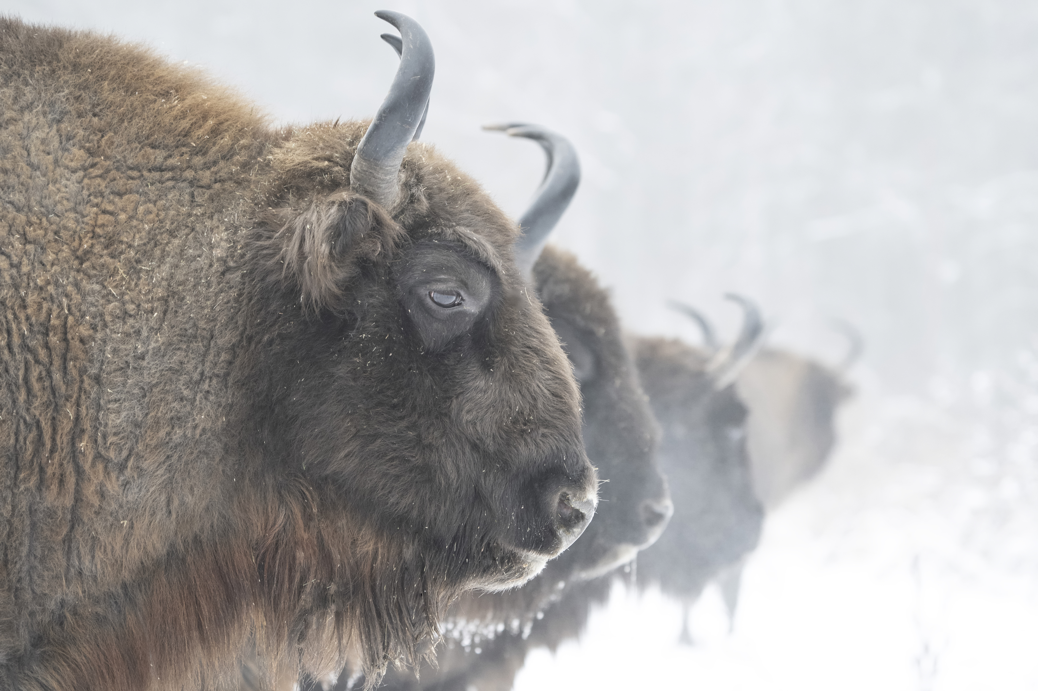 природа, путешествия, зубр, зима, бизон, bison, wildlife, outdoor, Алексей Романов