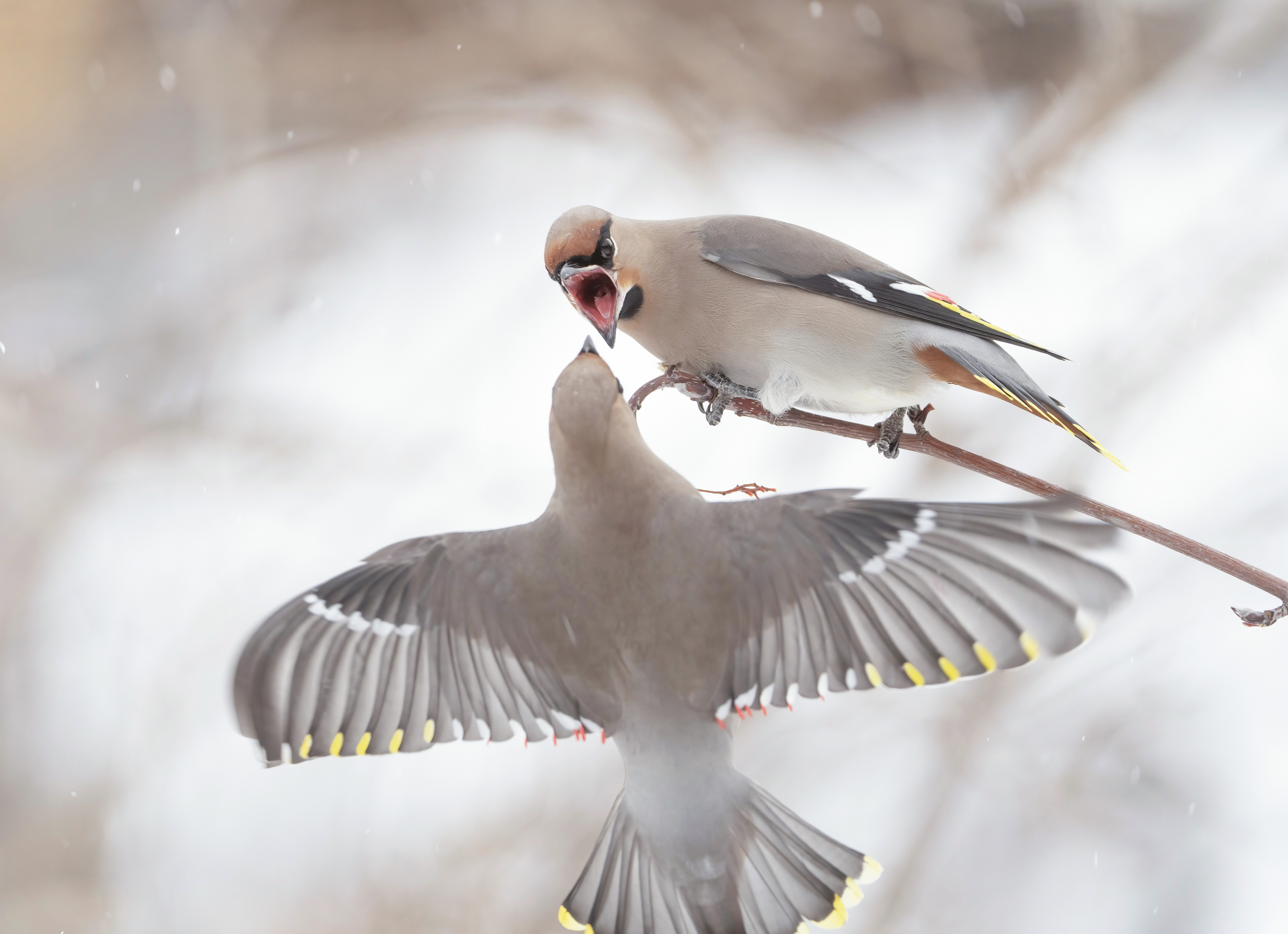 птицы, природа, зима, Андрей Киселёв