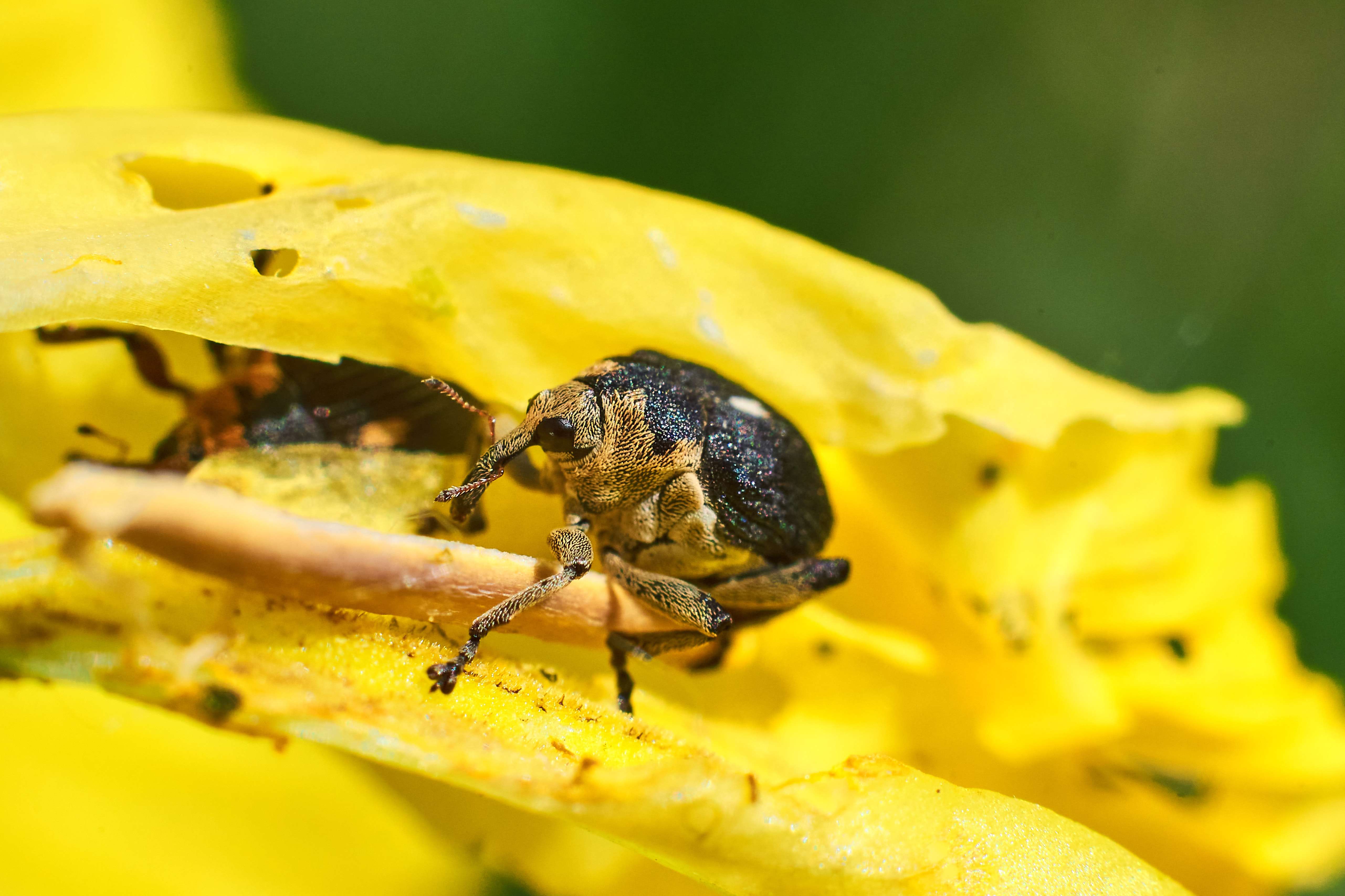 Mononychus punctum, macro, macro photo, macro photography, volgograd, russia, wildlife, , Сторчилов Павел